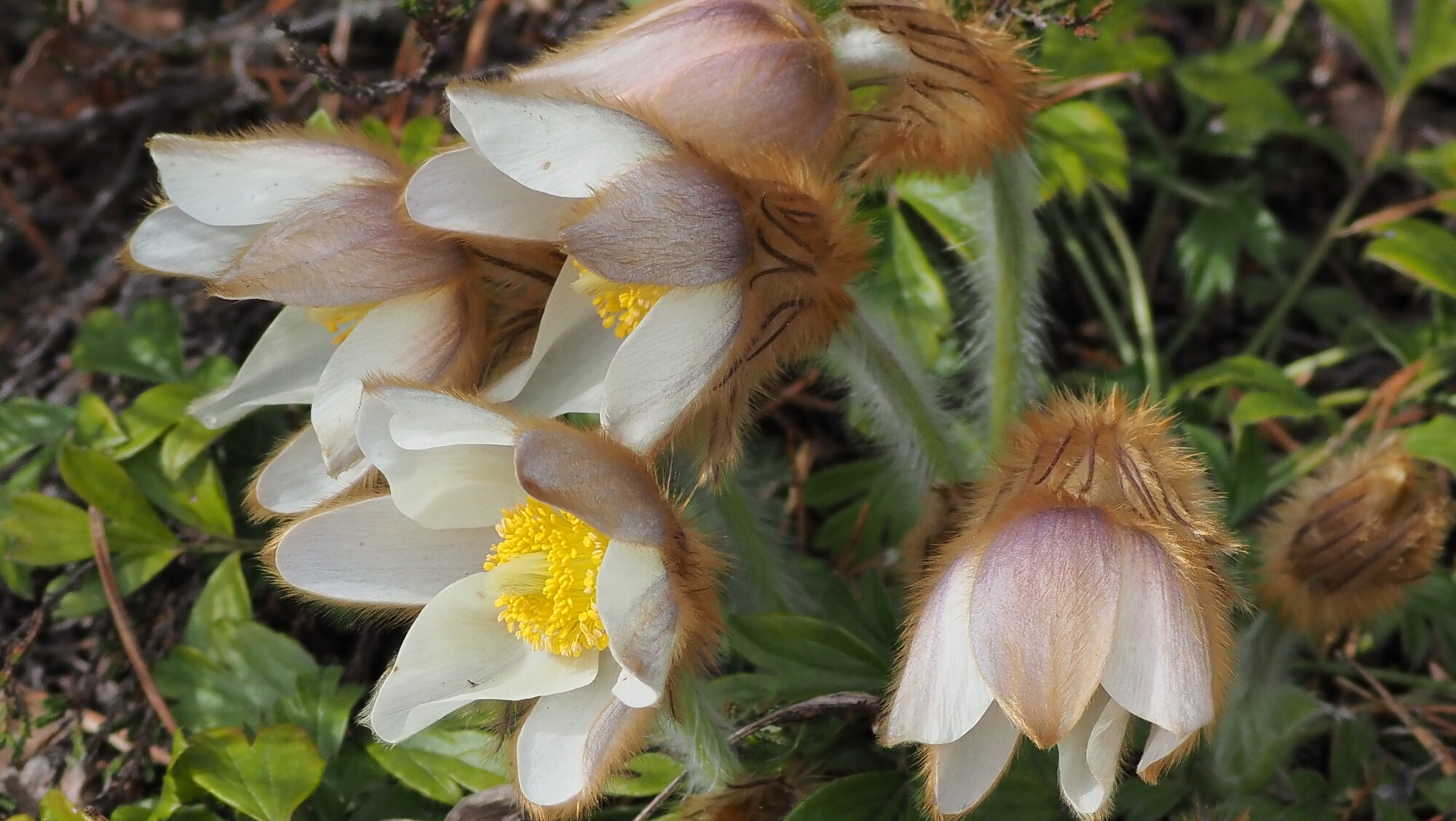 Valokuvaaja: Arja Valtonen