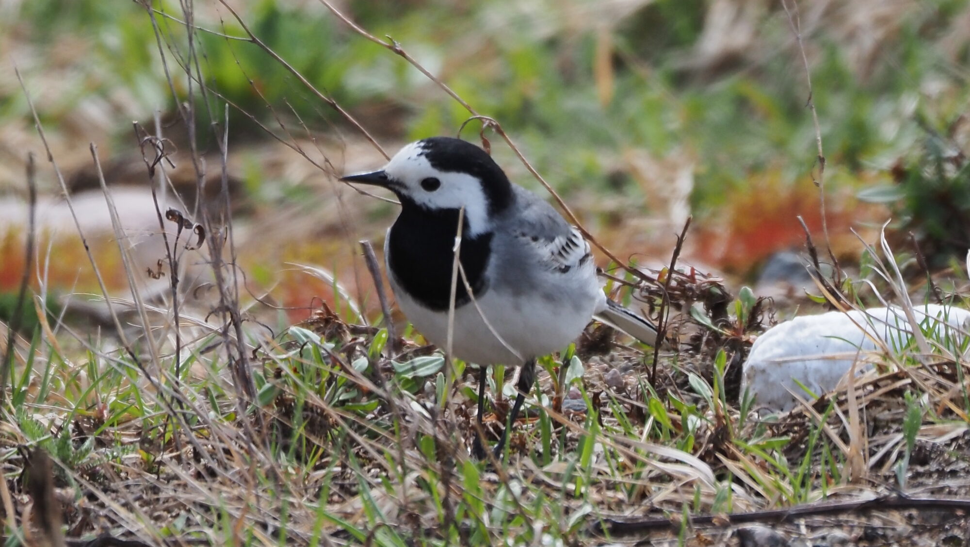 Valokuvaaja: Arja Valtonen