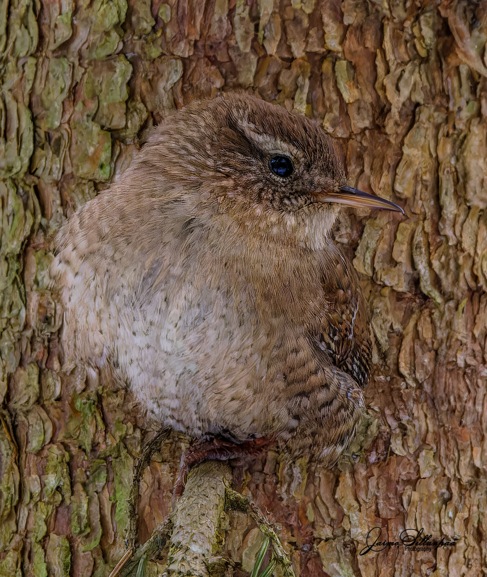 Valokuvaaja: Jarmo Sillanpää