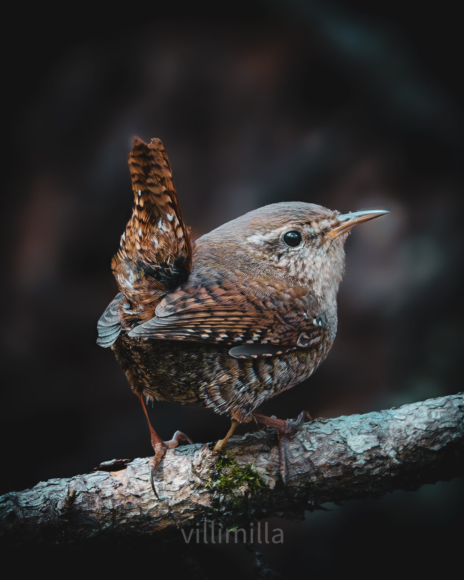 Valokuvaaja: Milla Rannila