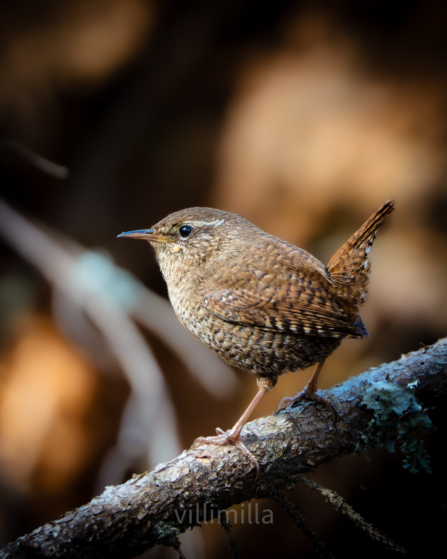 Valokuvaaja: Milla Rannila