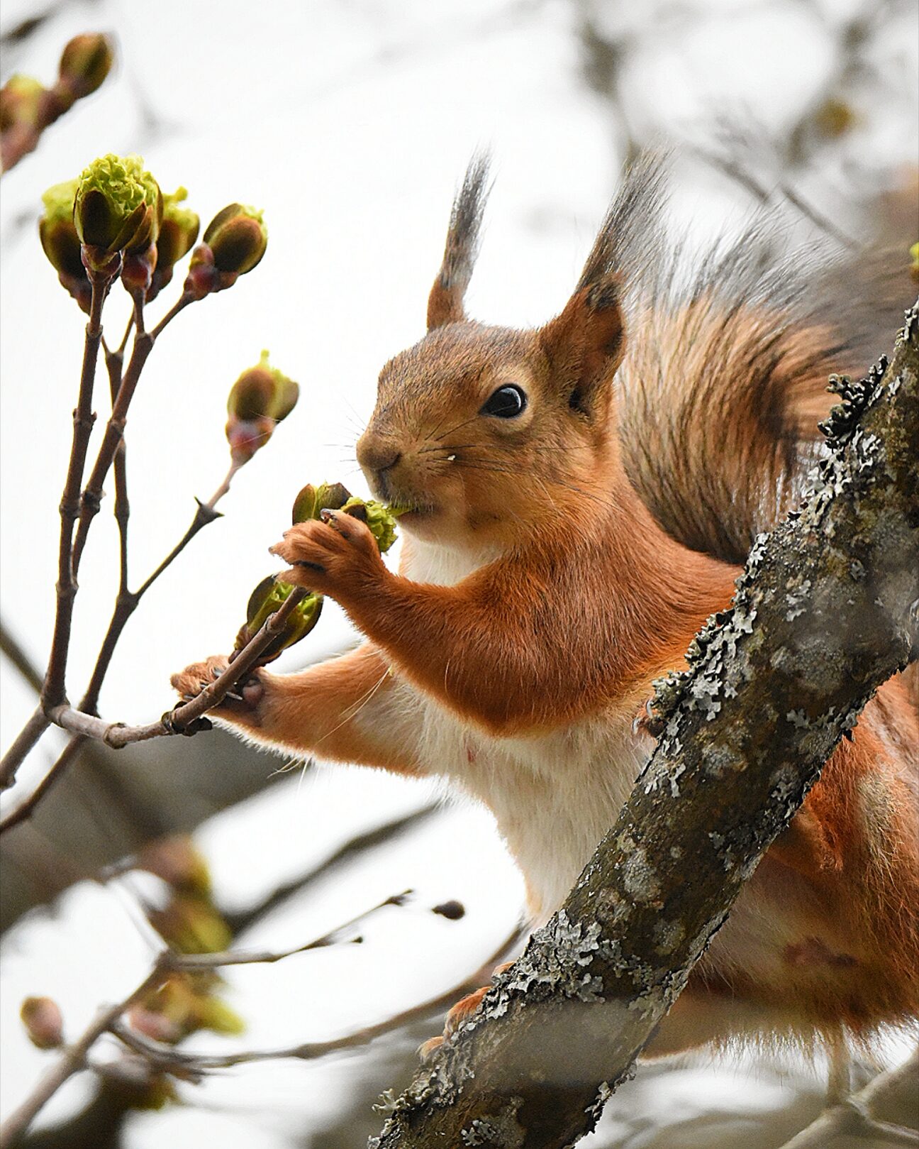 Valokuvaaja: @eraopa_s_wildlife_photography/ Olli Inkinen