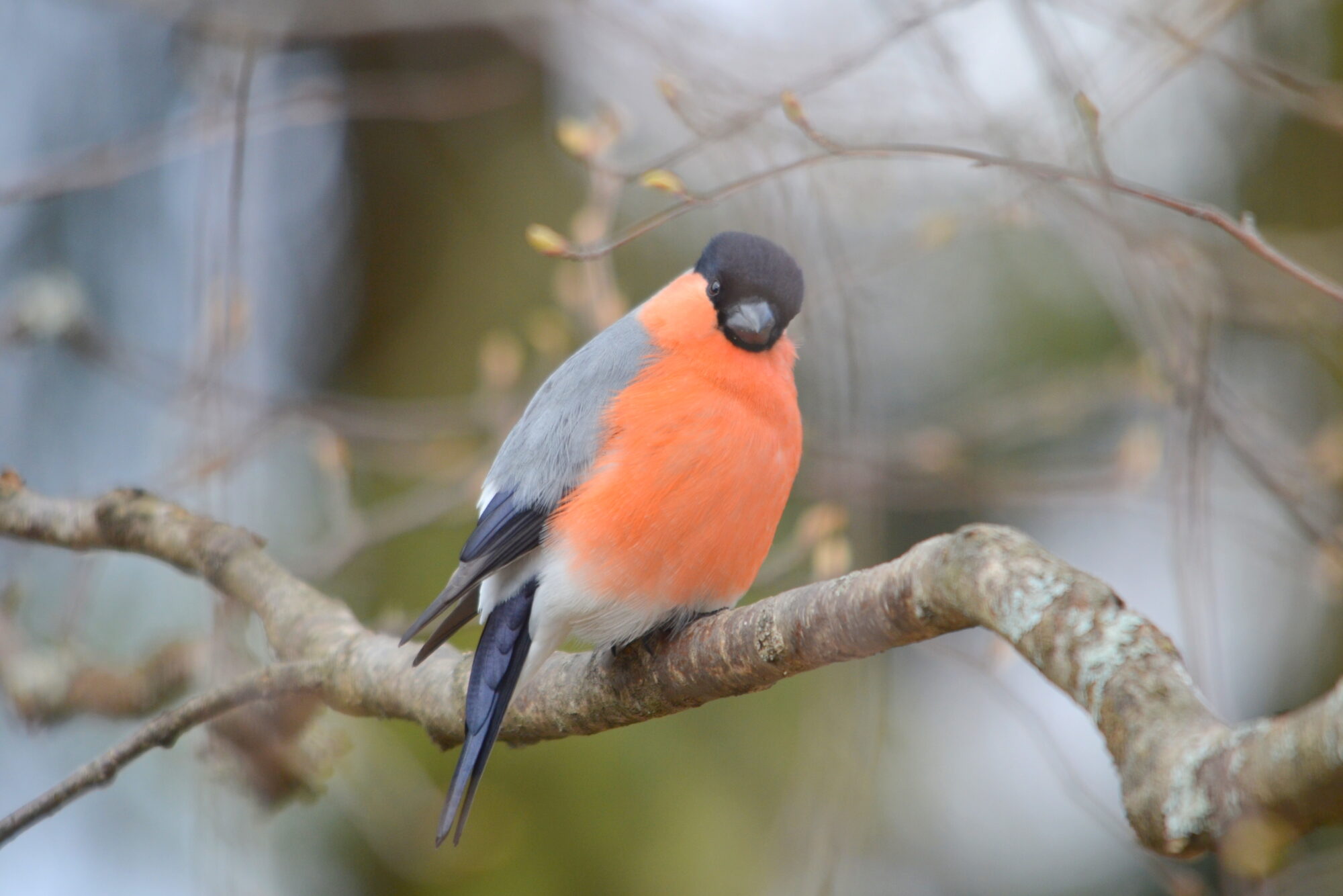 Valokuvaaja: Kaarlo Asikainen