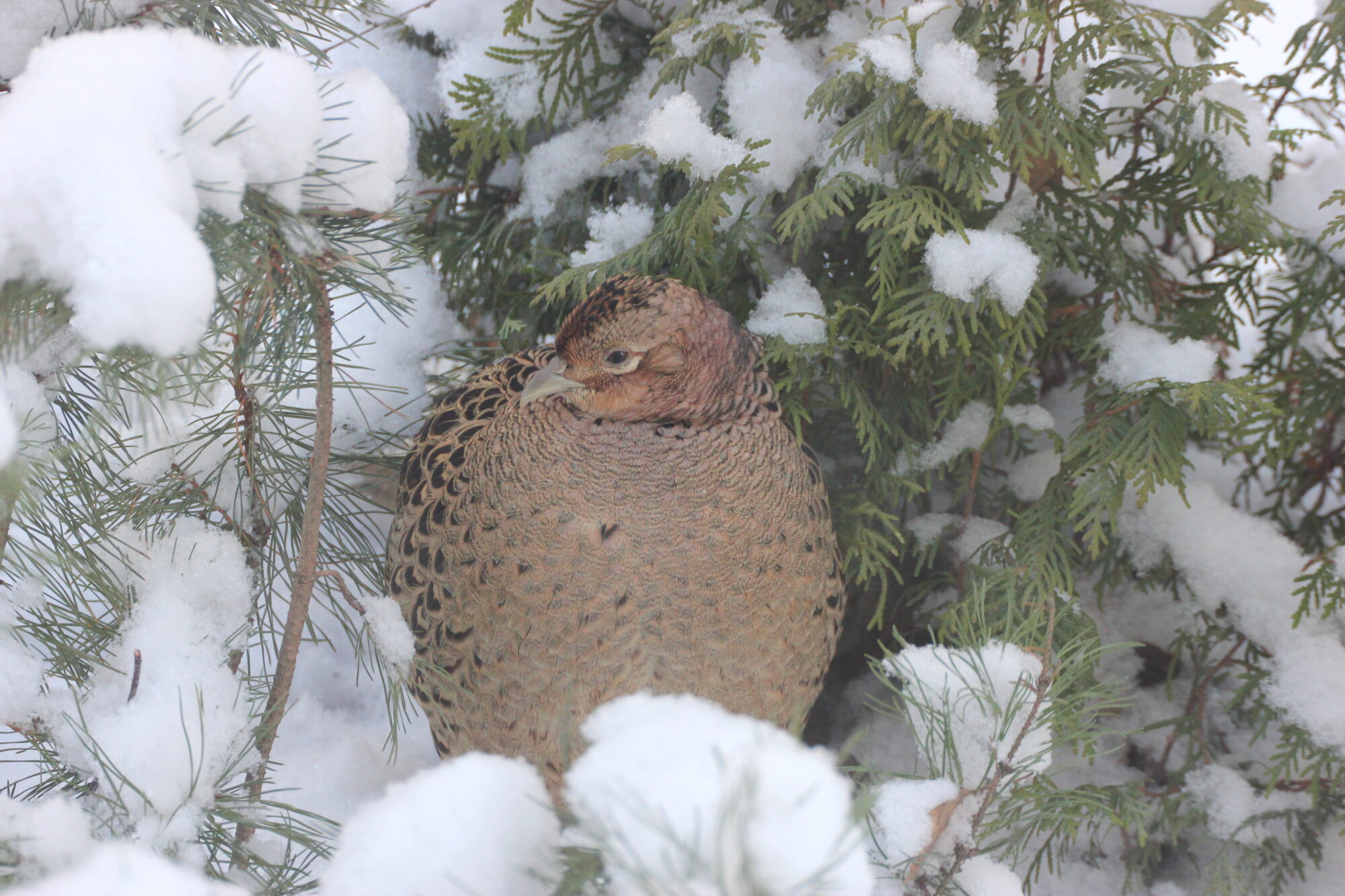 Valokuvaaja: Kaarlo Asikainen Valokuvaaja: Kaarlo Asikainen