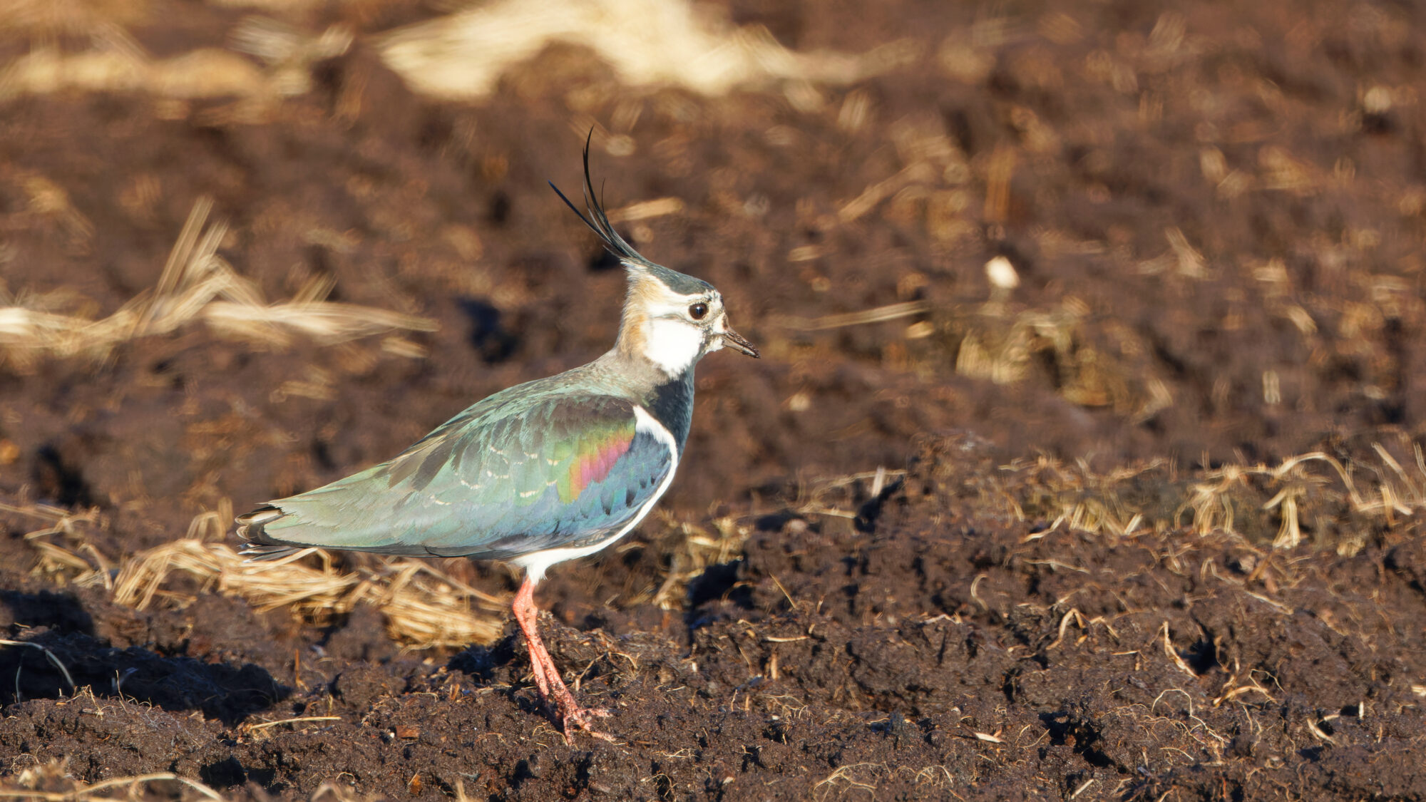 Valokuvaaja: Tommi Kujala
