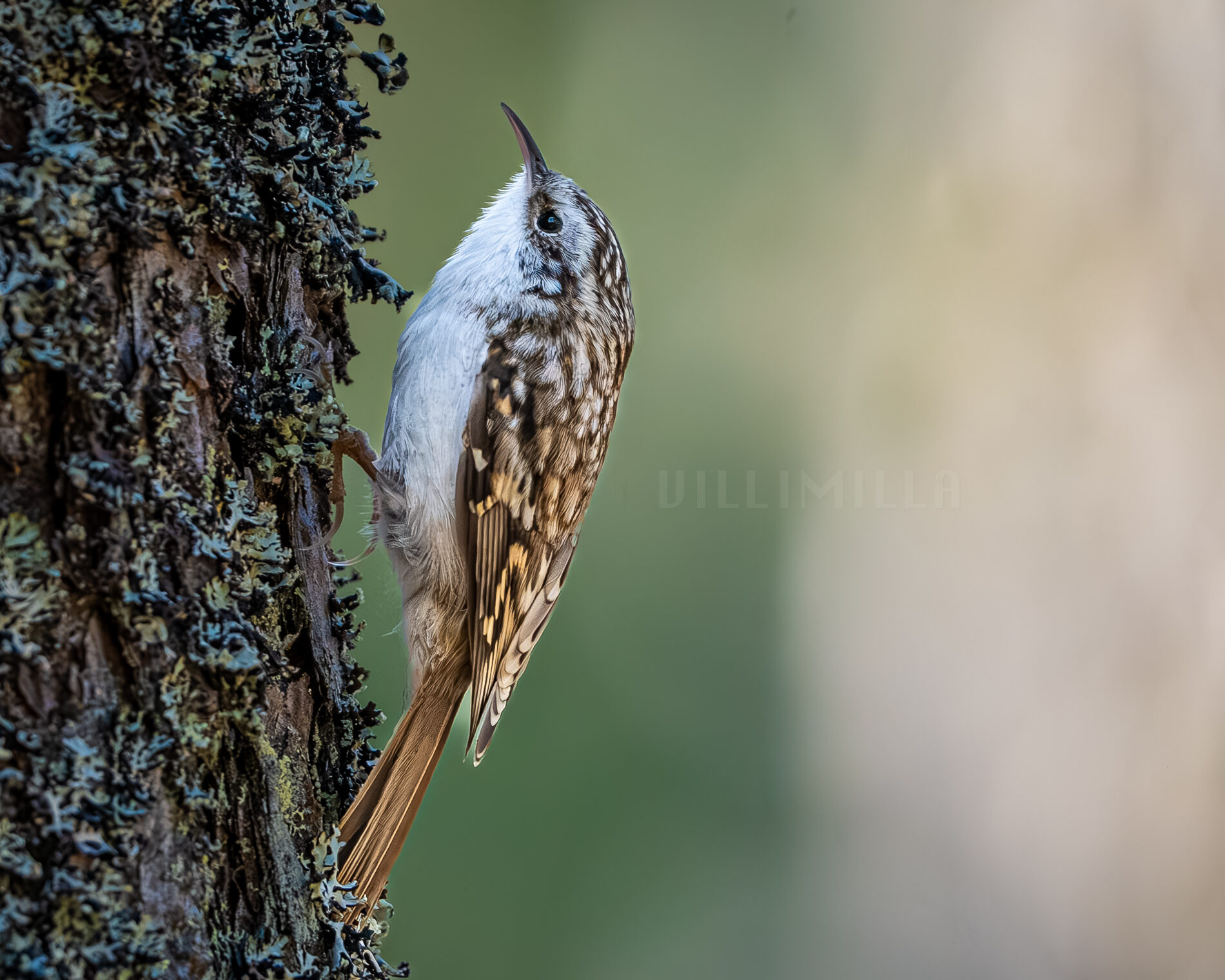 Valokuvaaja: Milla Rannila