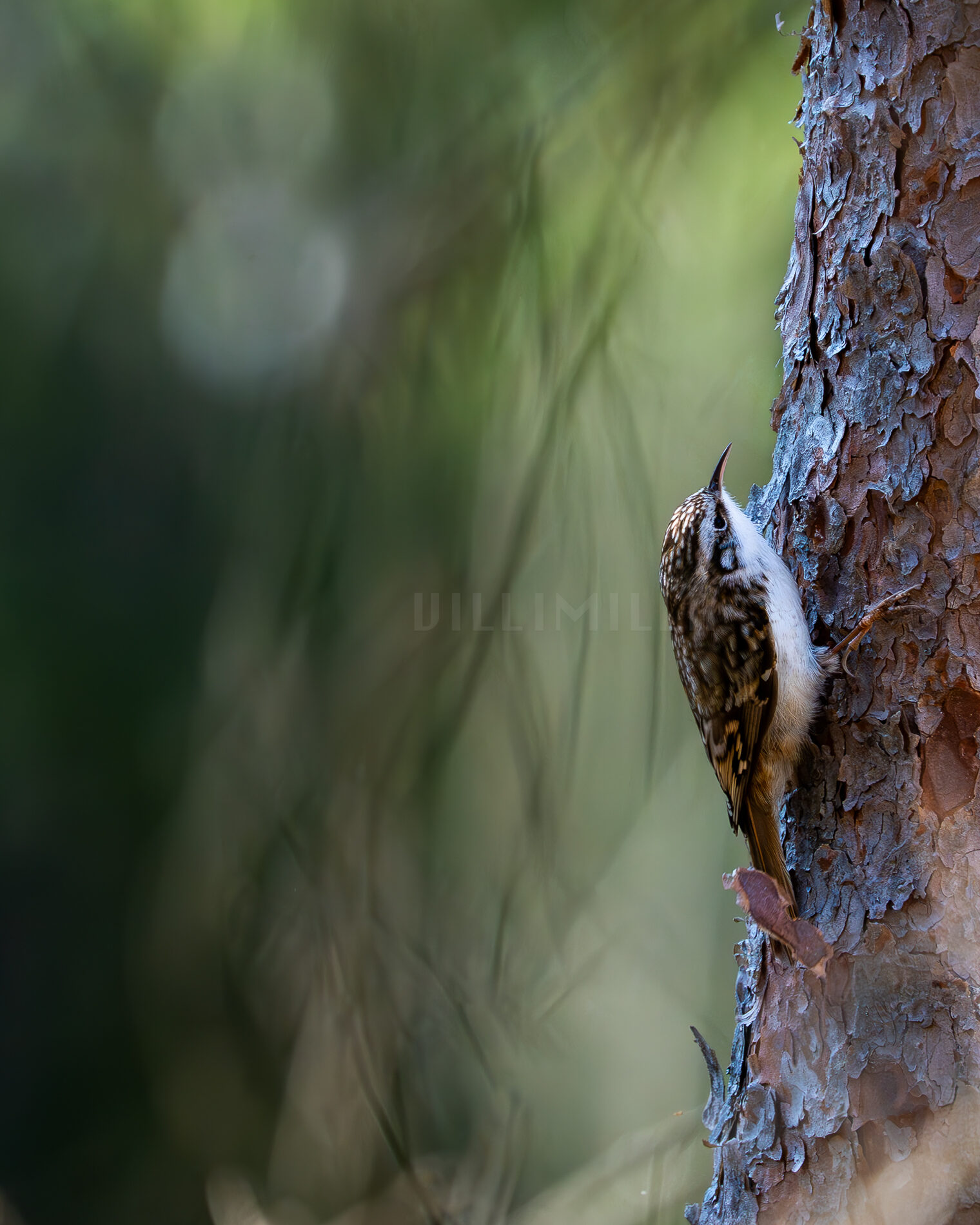 Valokuvaaja: Milla Rannila