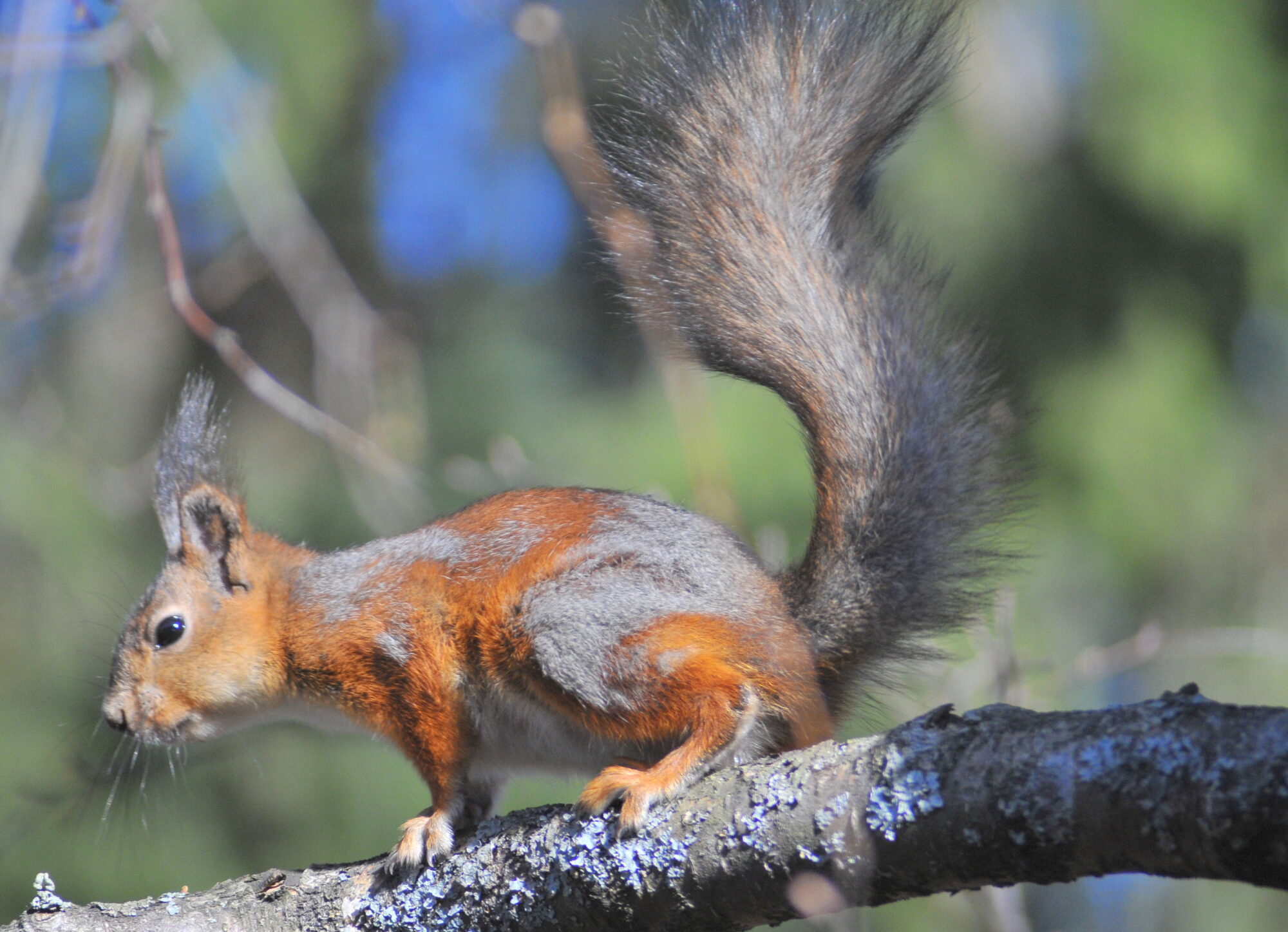Valokuvaaja: Kaarlo Asikainen