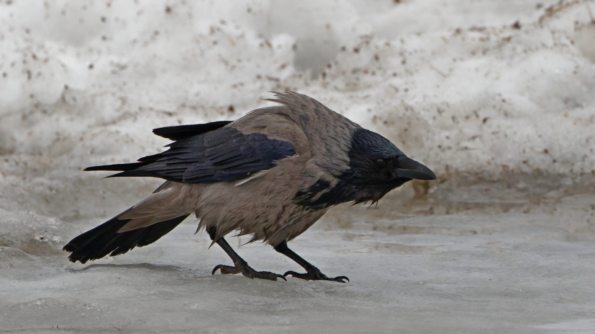 Valokuvaaja: Tommi Kujala