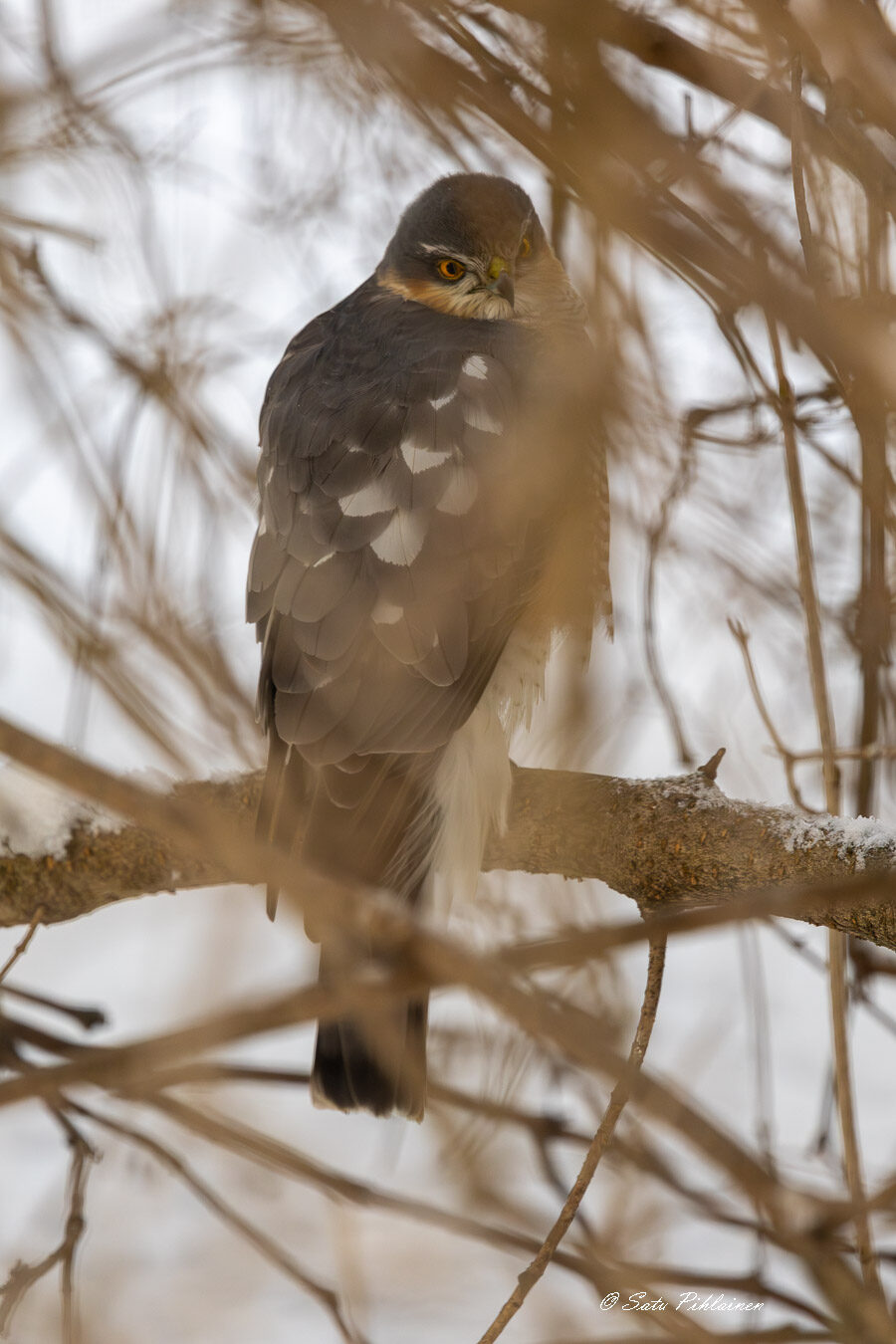 Valokuvaaja: Satu Pihlainen