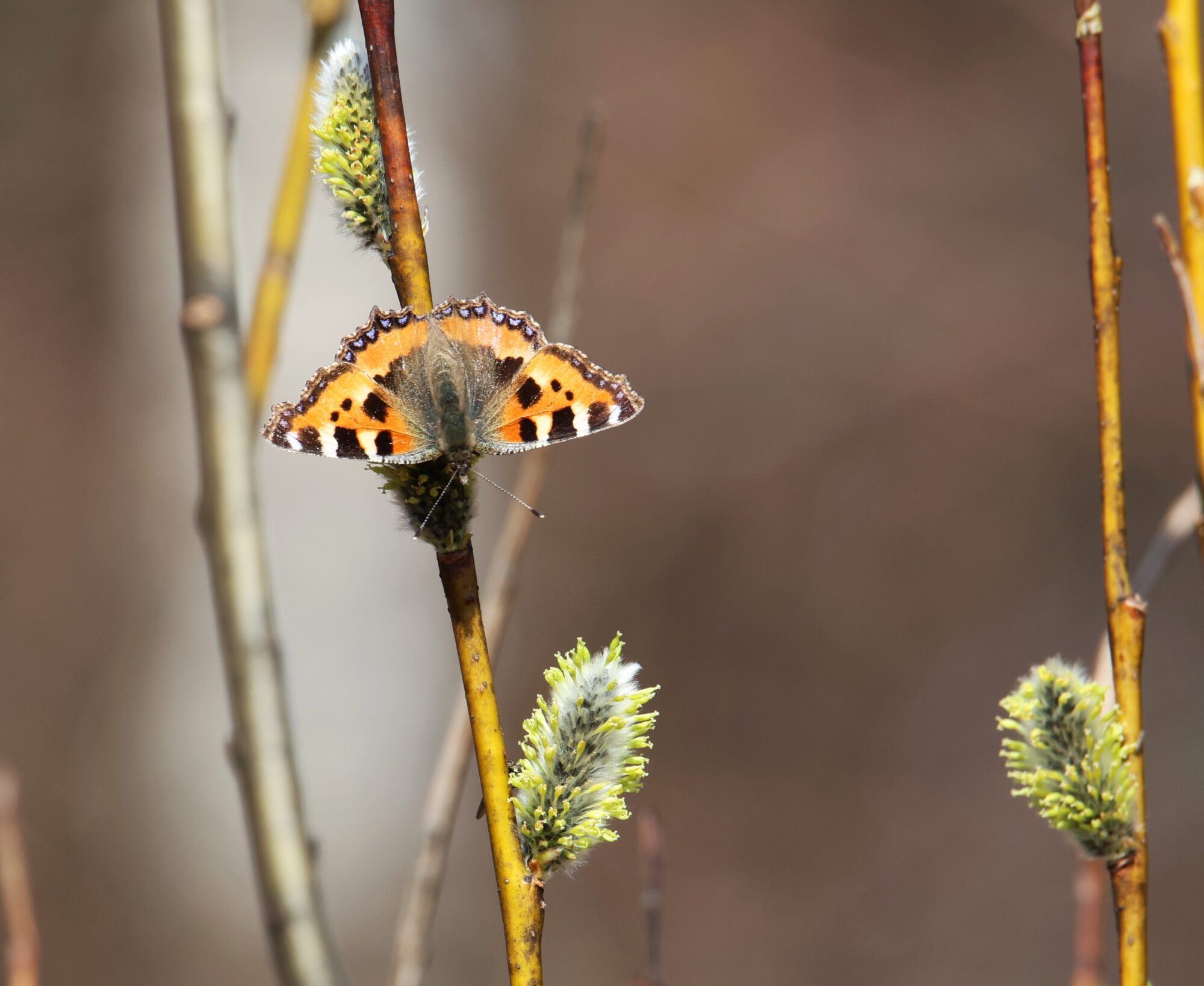 Valokuvaaja: Jaana Saarelainen