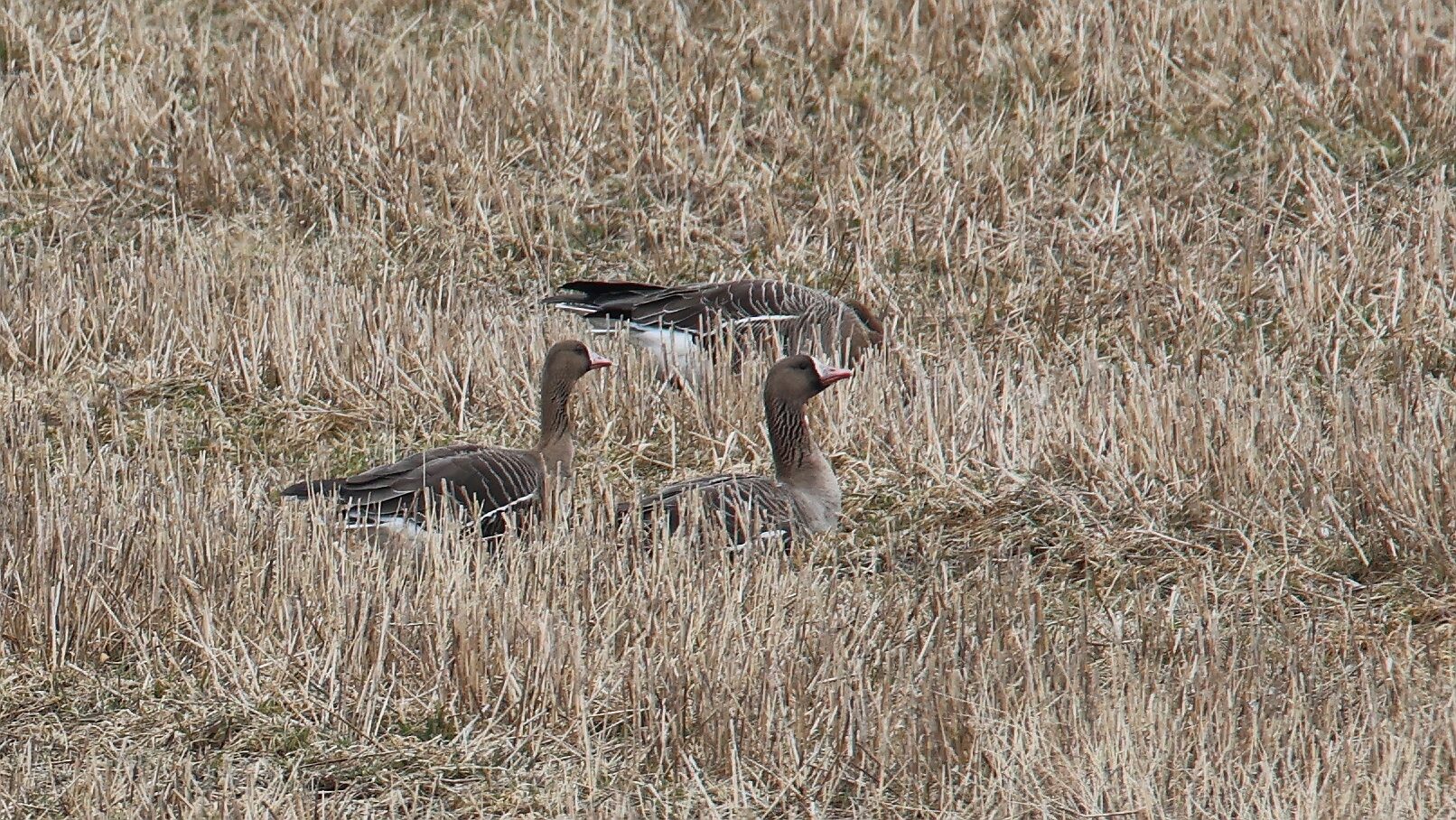 Valokuvaaja: Jaana Saarelainen
