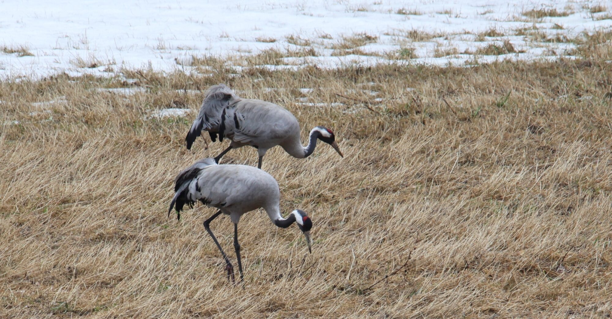 Valokuvaaja: Jaana Saarelainen
