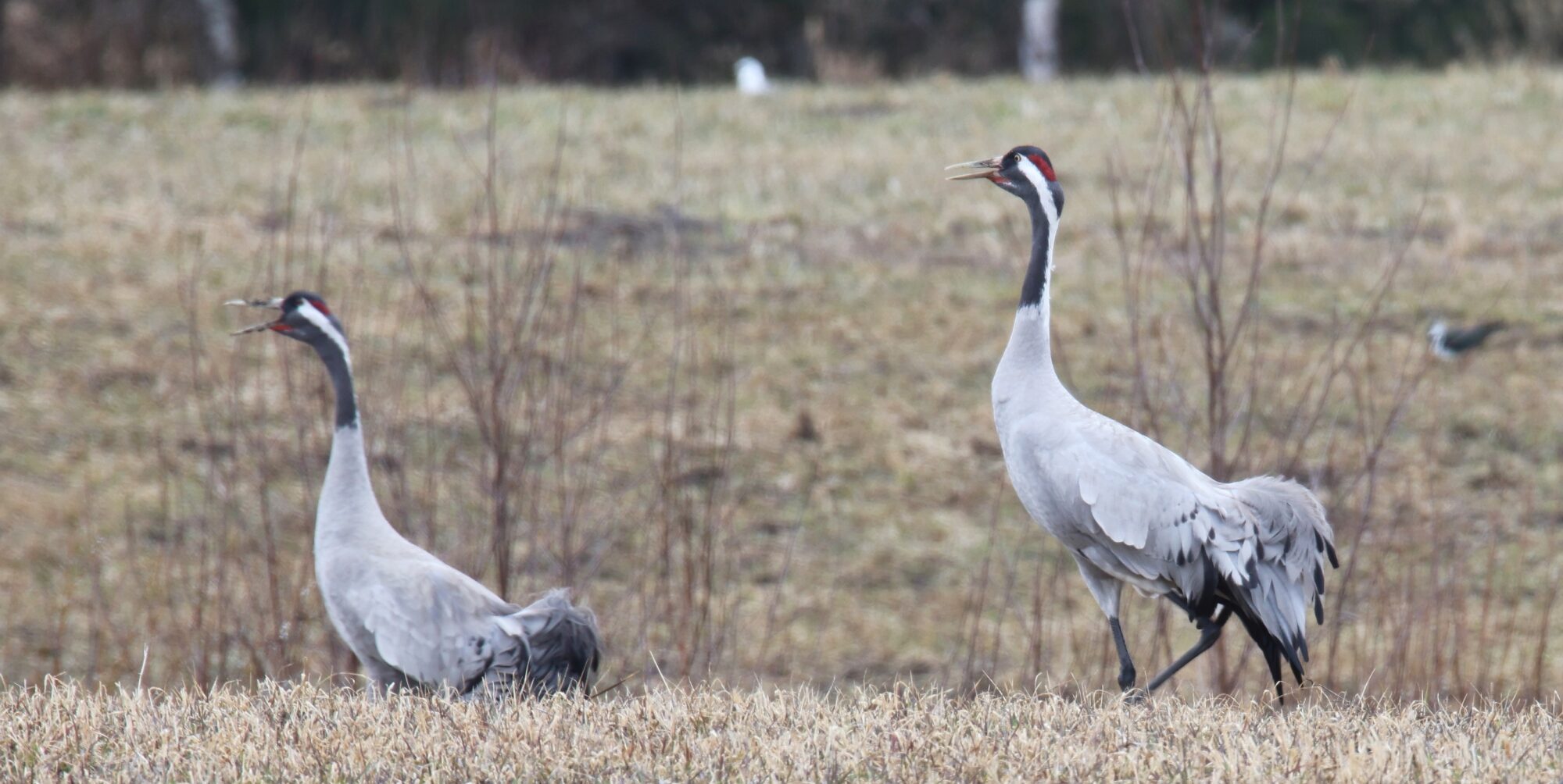 Valokuvaaja: Jaana Saarelainen