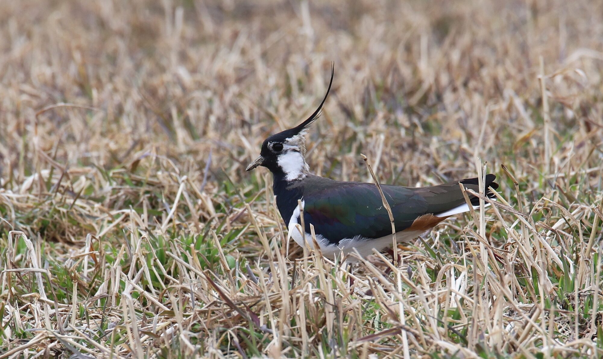 Valokuvaaja: Jaana Saarelainen