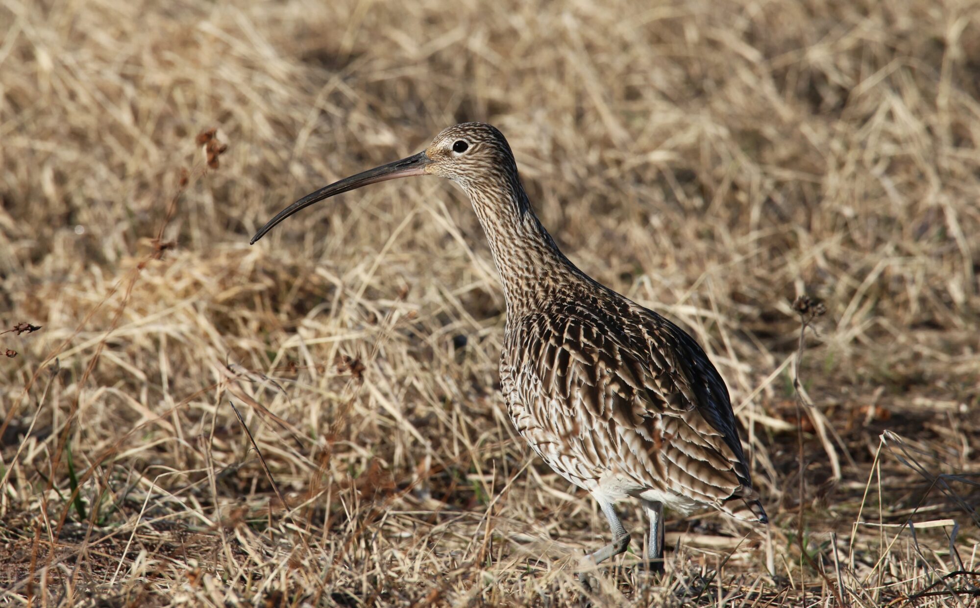 Valokuvaaja: Jaana Saarelainen