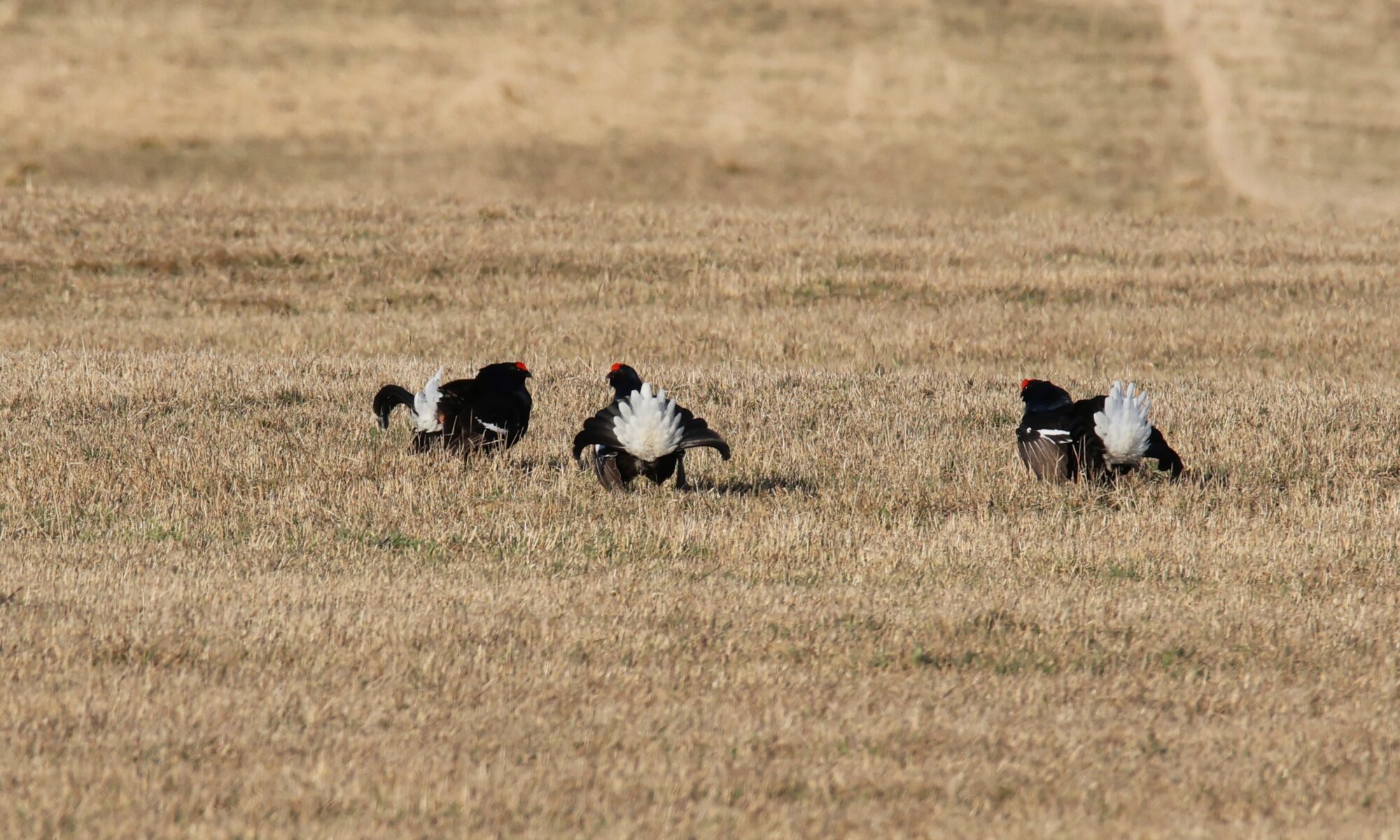 Valokuvaaja: Jaana Saarelainen