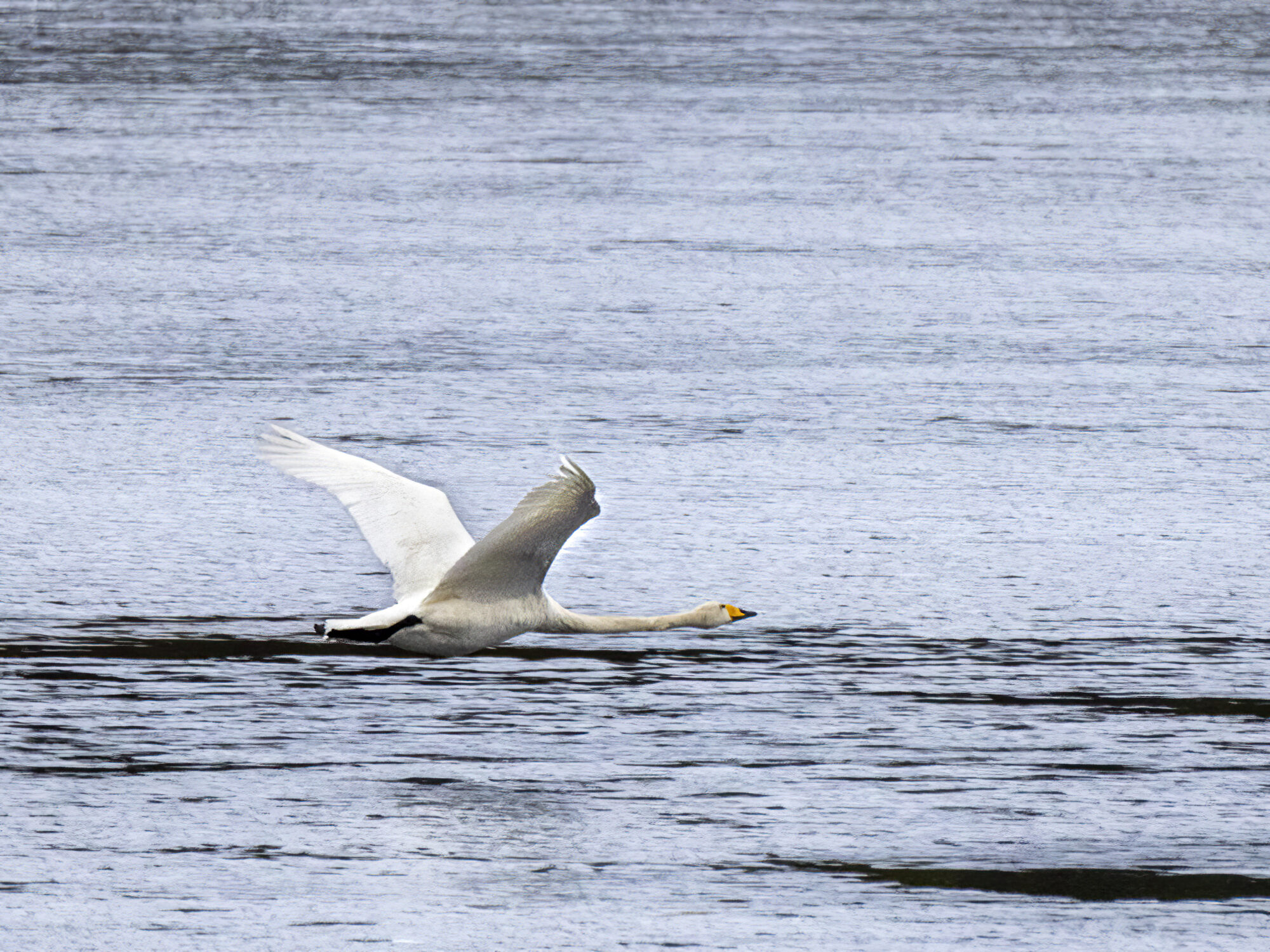 Valokuvaaja: Hannu Tikkanen