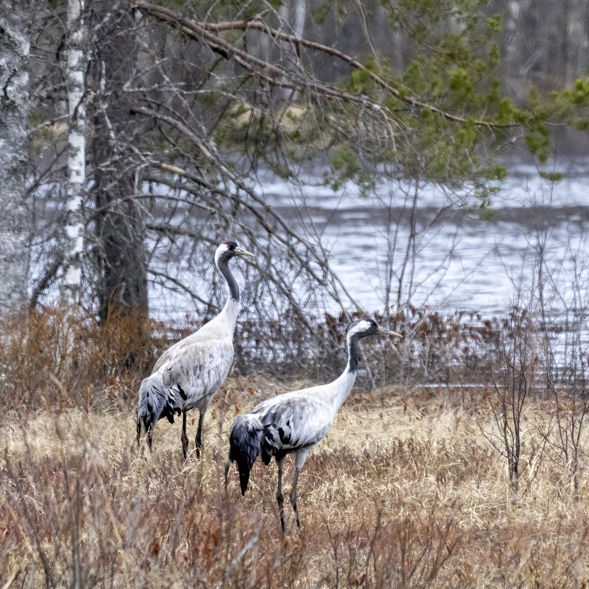 Valokuvaaja: Hannu Tikkanen
