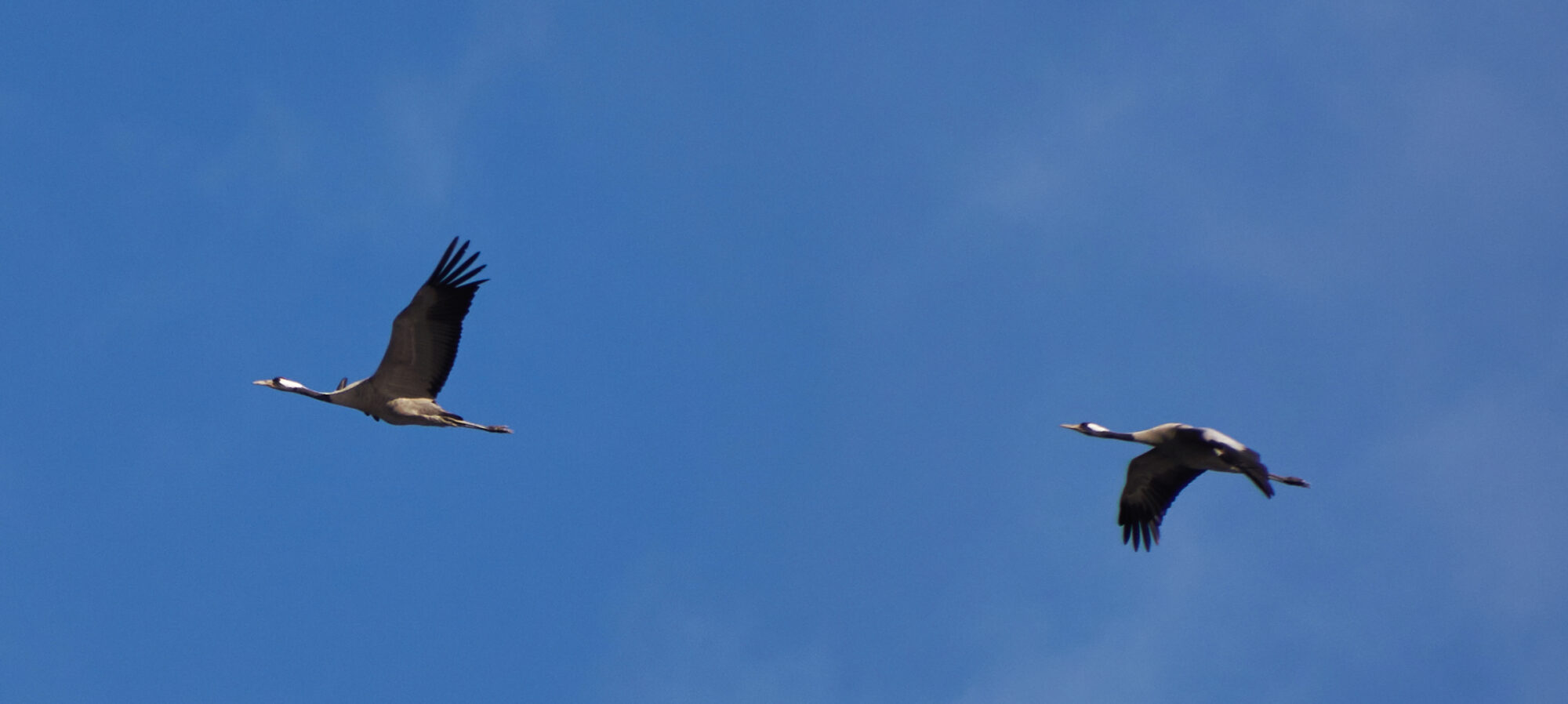 Valokuvaaja: Tarja Kouvo