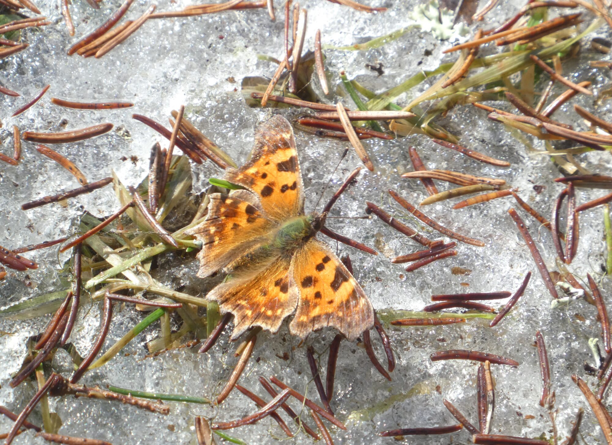 Valokuvaaja: Anja Mustamaa