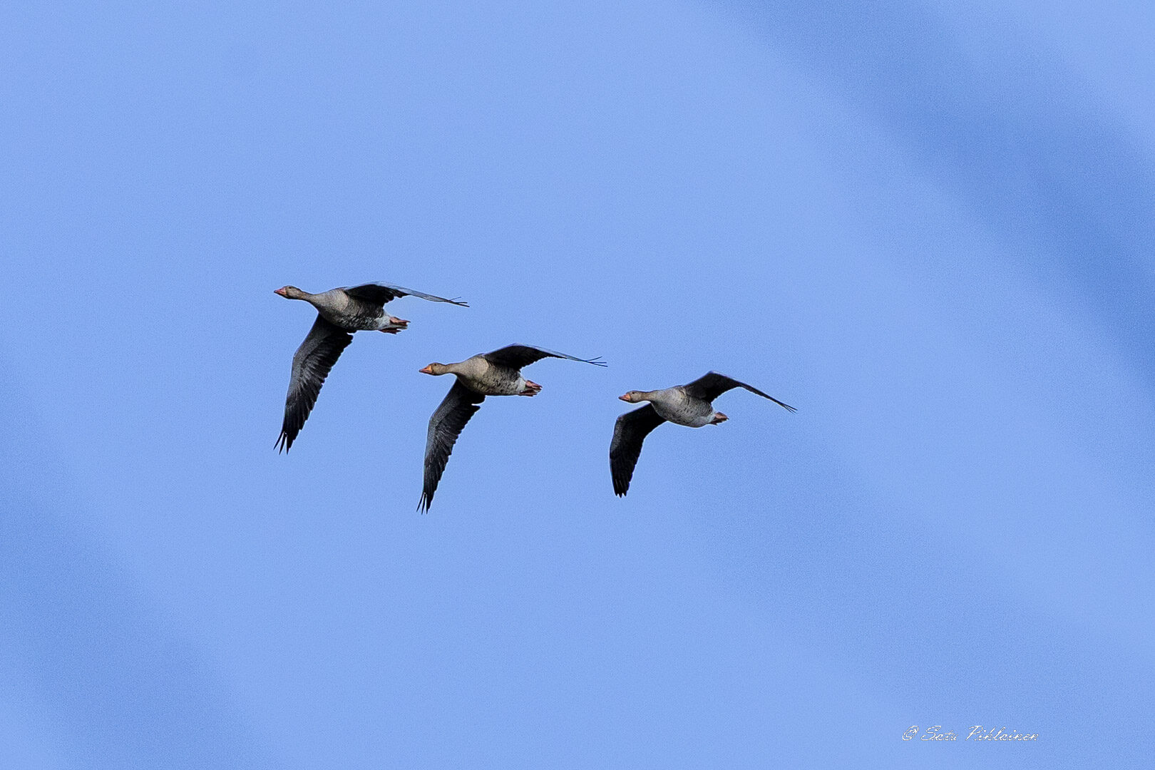 Valokuvaaja: Satu Pihlainen