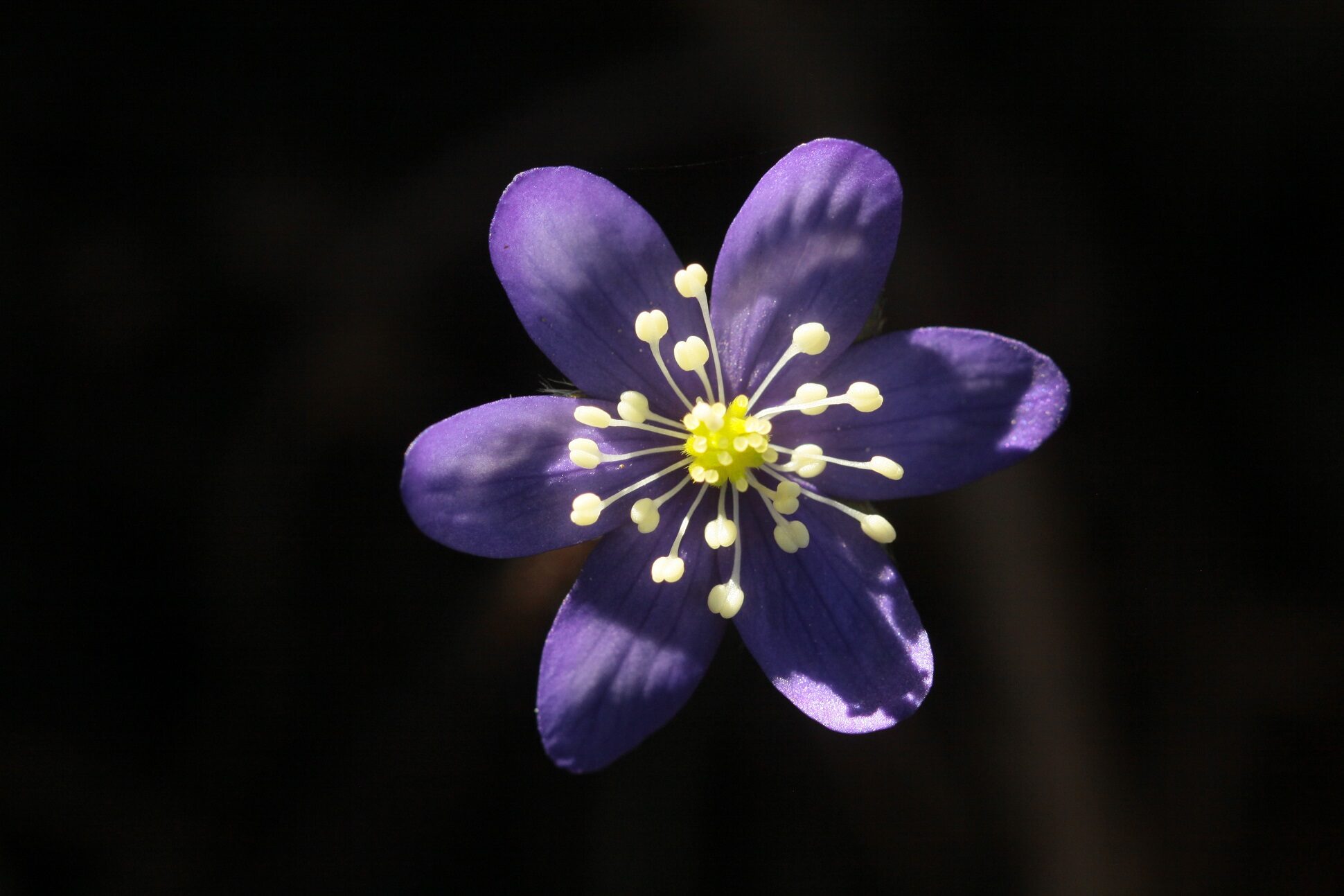 Valokuvaaja: Berndt Hannelius