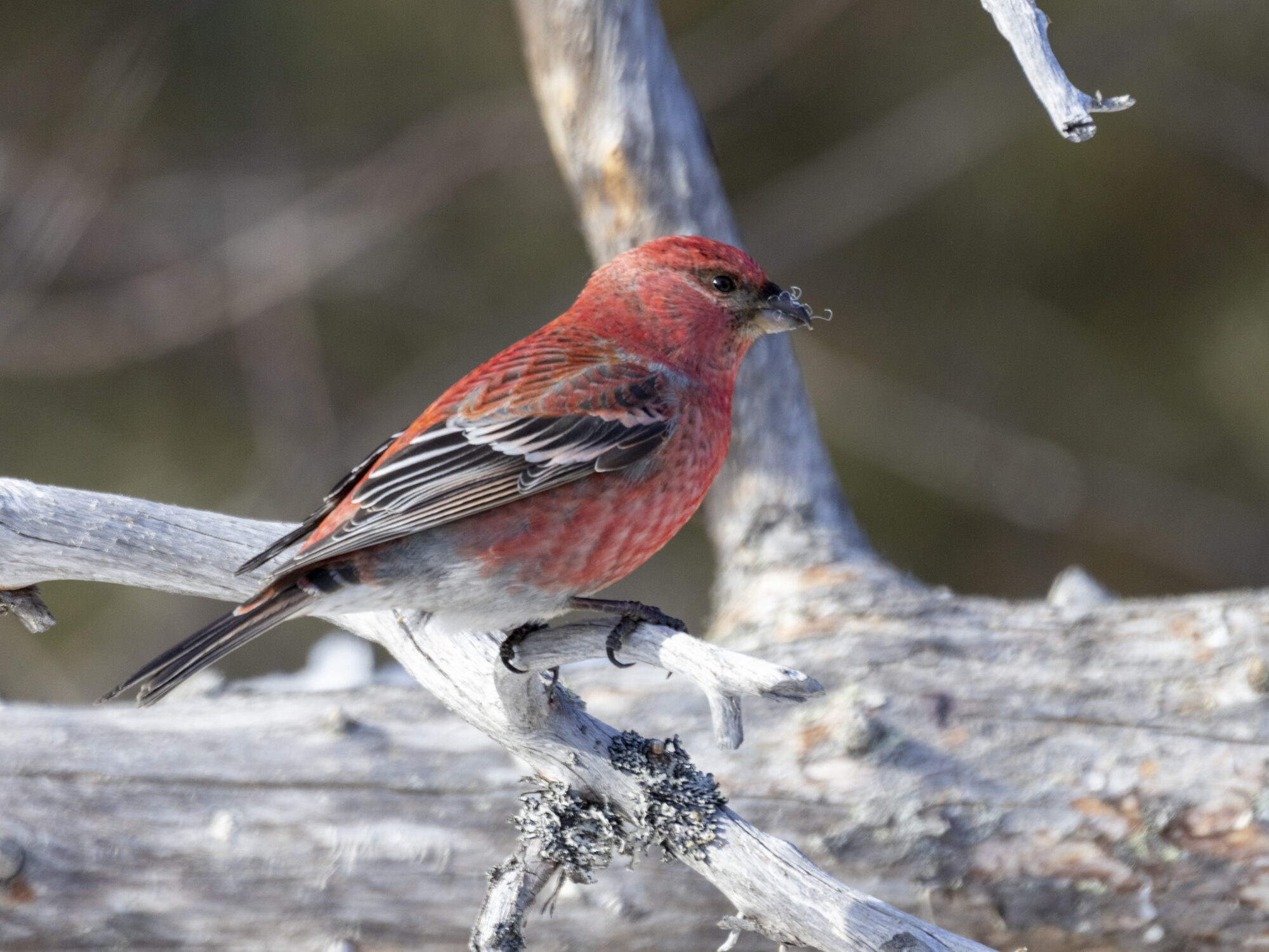 Valokuvaaja: Hannu Tikkanen