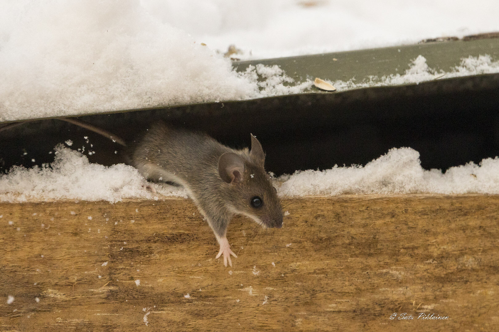 Valokuvaaja: Satu Pihlainen