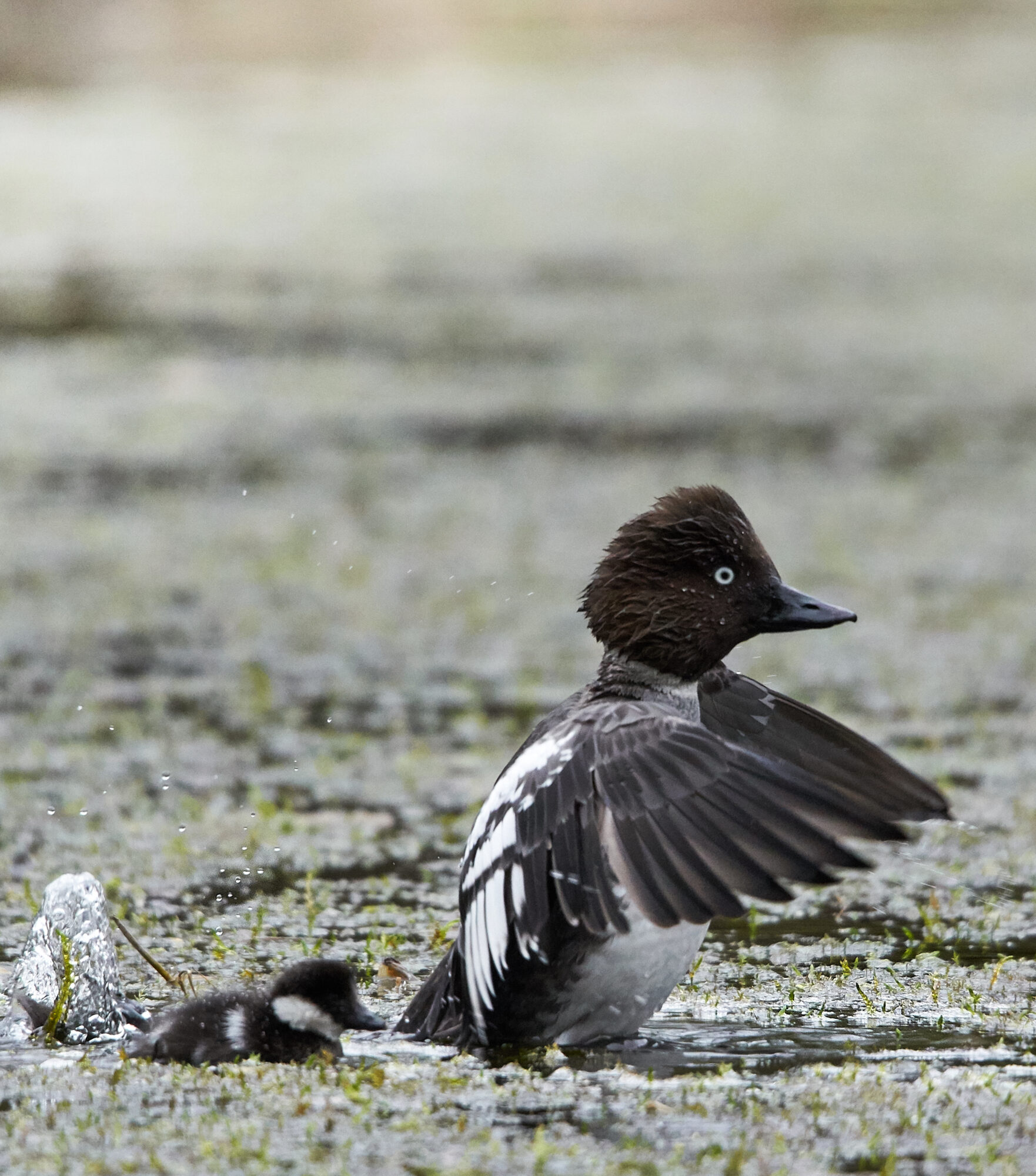 Valokuvaaja: Tarja Kouvo