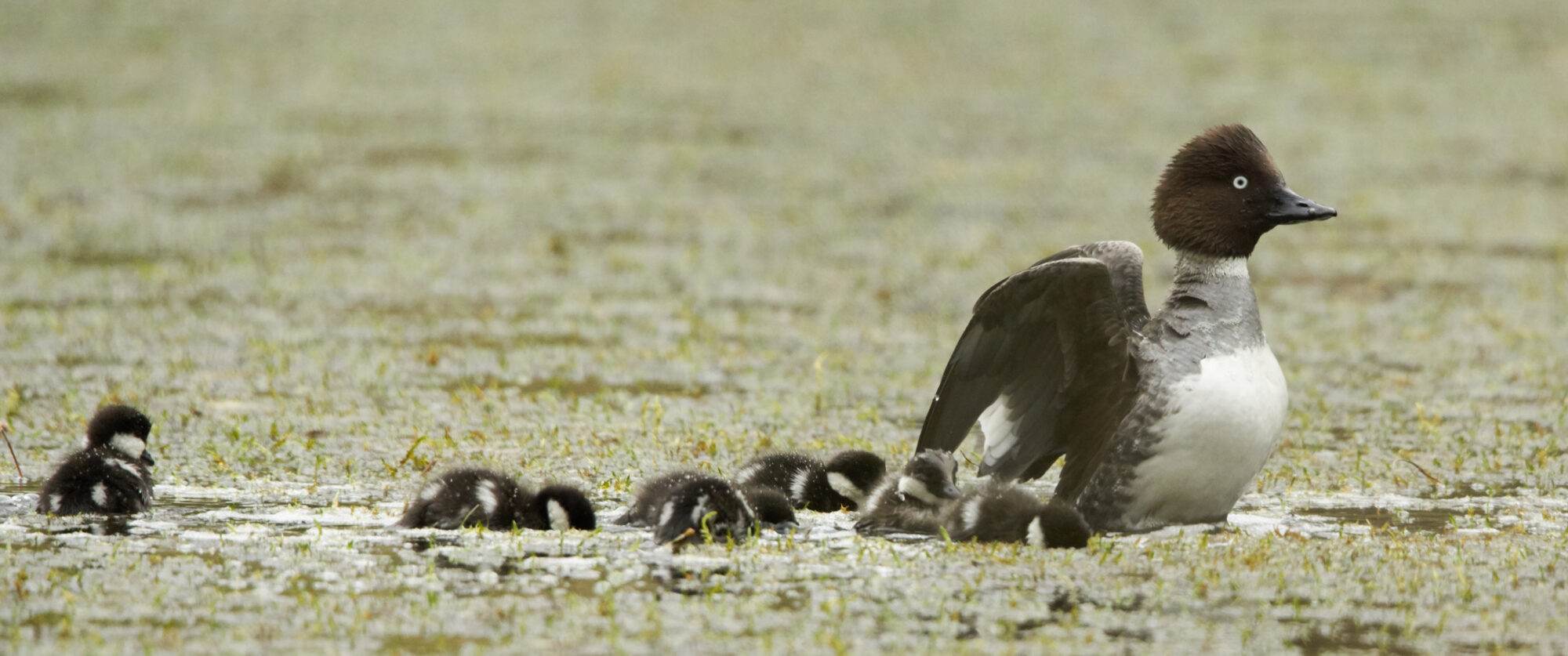 Valokuvaaja: Tarja Kouvo