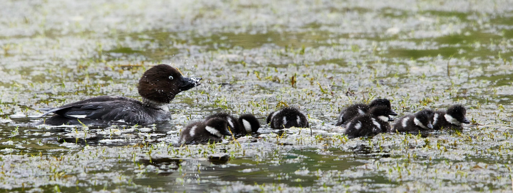 Valokuvaaja: Tarja Kouvo