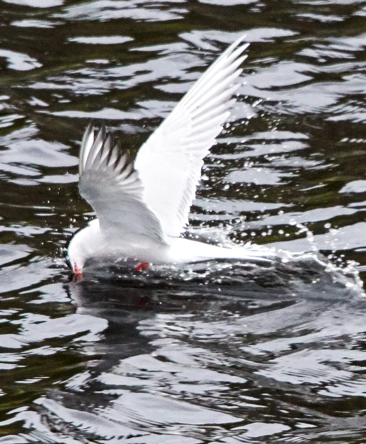 Valokuvaaja: Tarja Kouvo