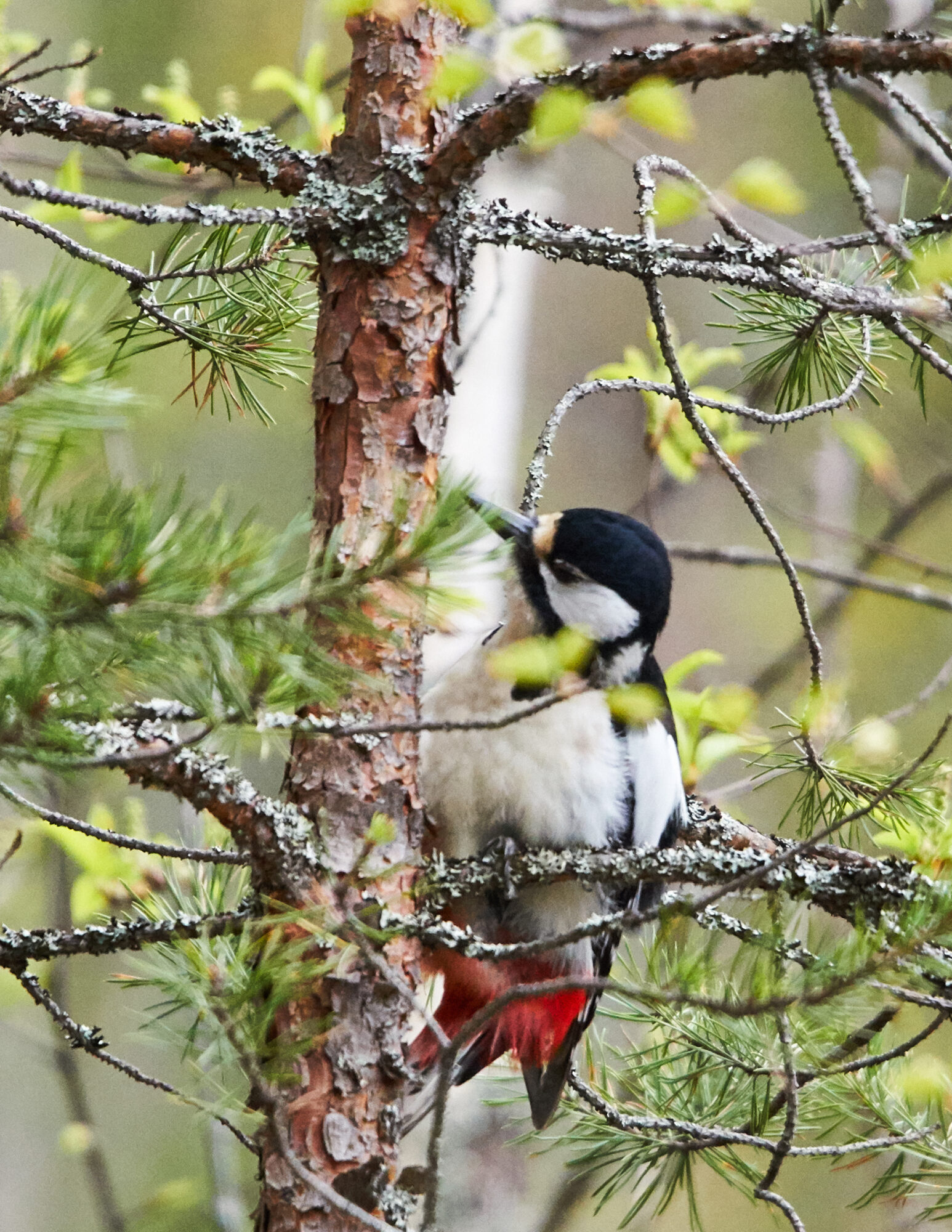 Valokuvaaja: Tarja Kouvo