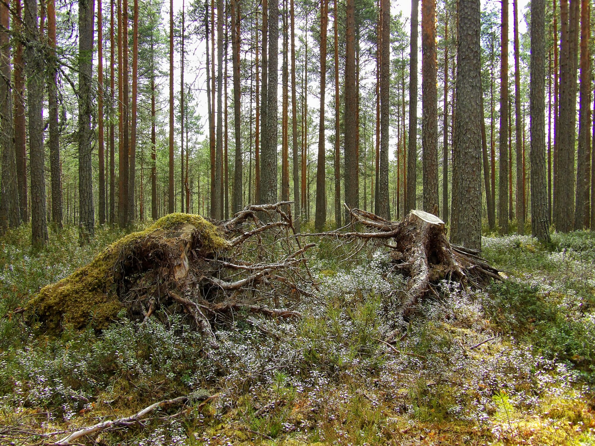 Valokuvaaja: Salla Kumpulainen