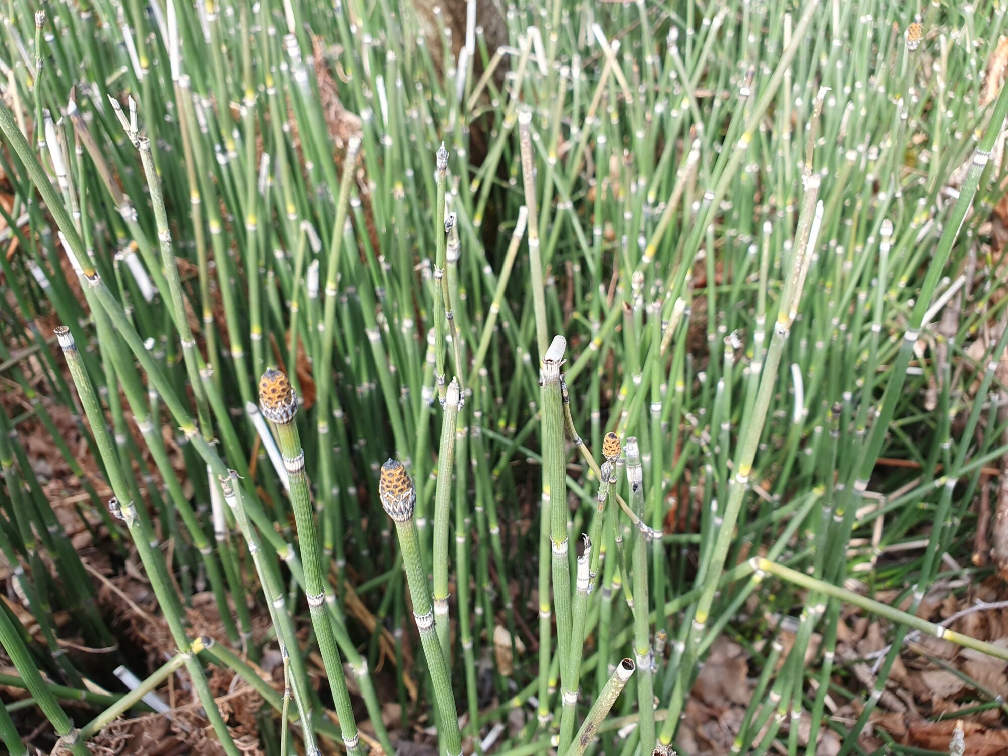 Valokuvaaja: Pirkko Tuulihovi Valokuvaaja: Pirkko Tuulihovi