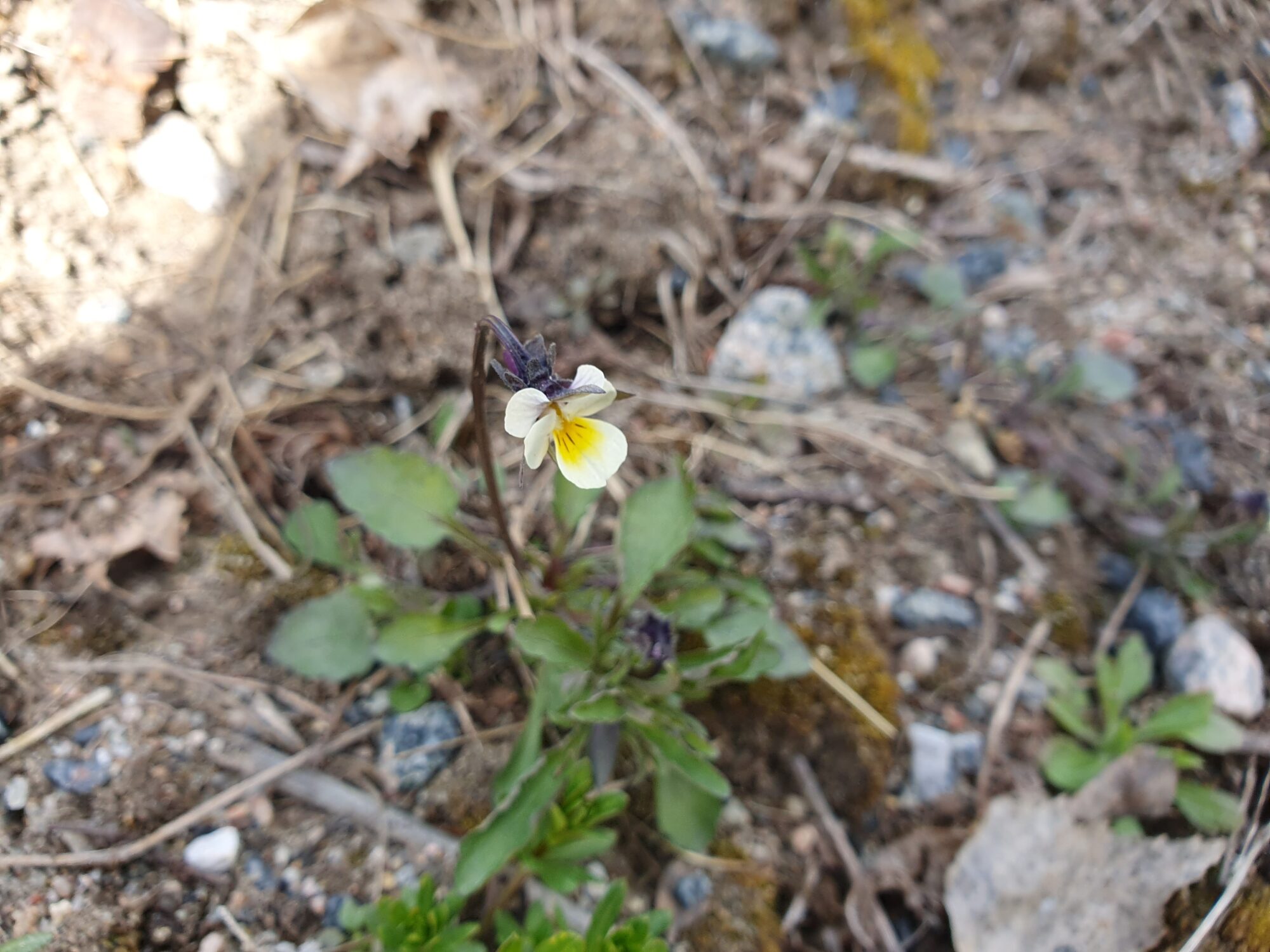 Valokuvaaja: Pirkko Tuulihovi