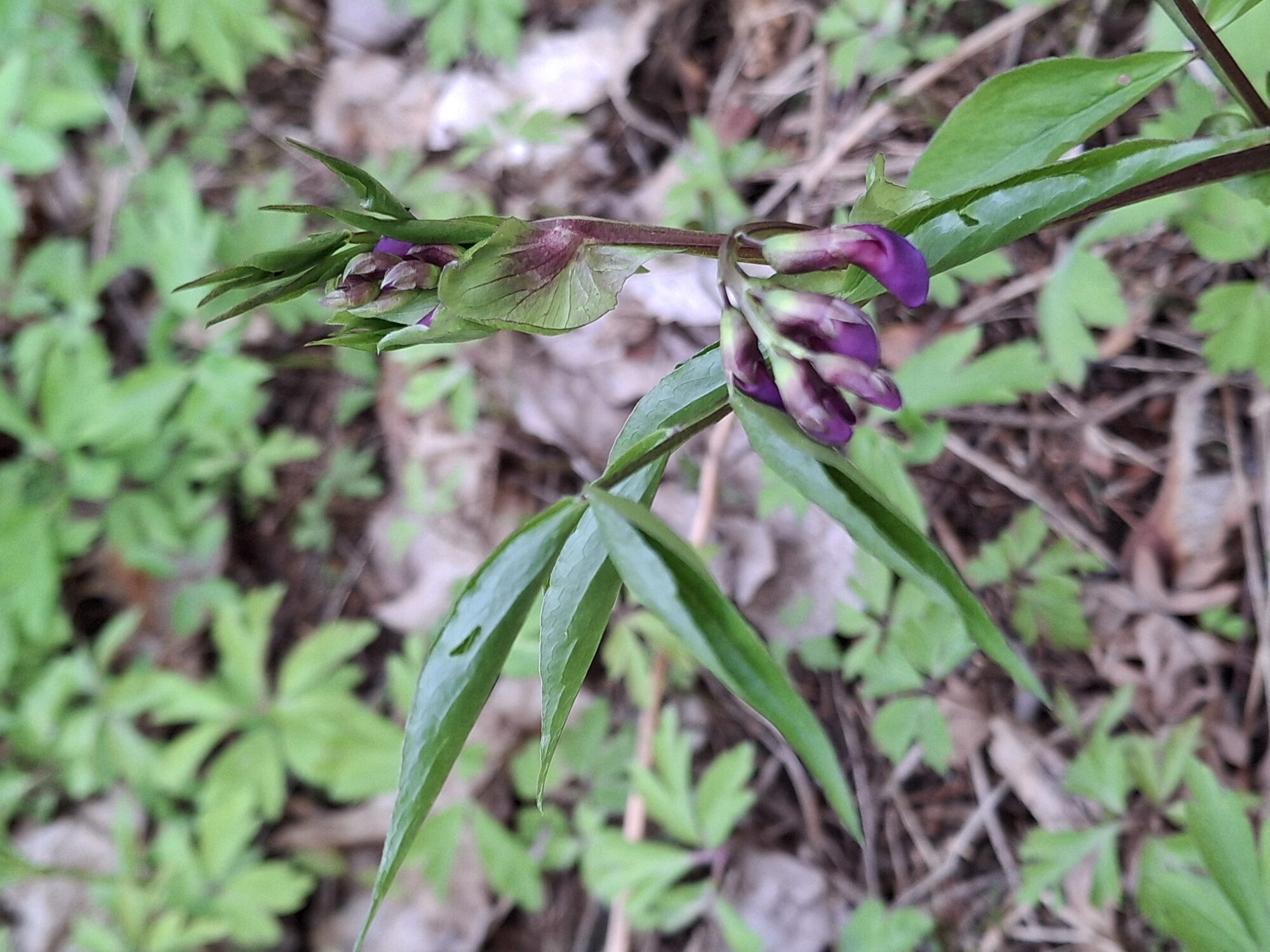 Valokuvaaja: Satu Suuntala