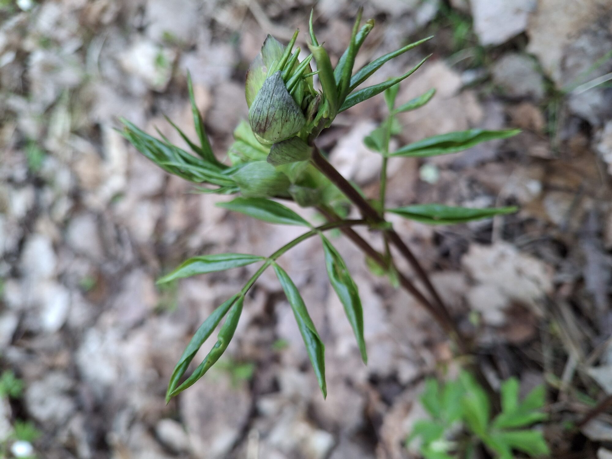 Valokuvaaja: Satu Suuntala