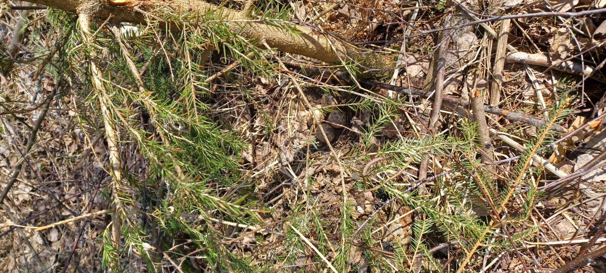 Valokuvaaja: Pentti Lyytinen