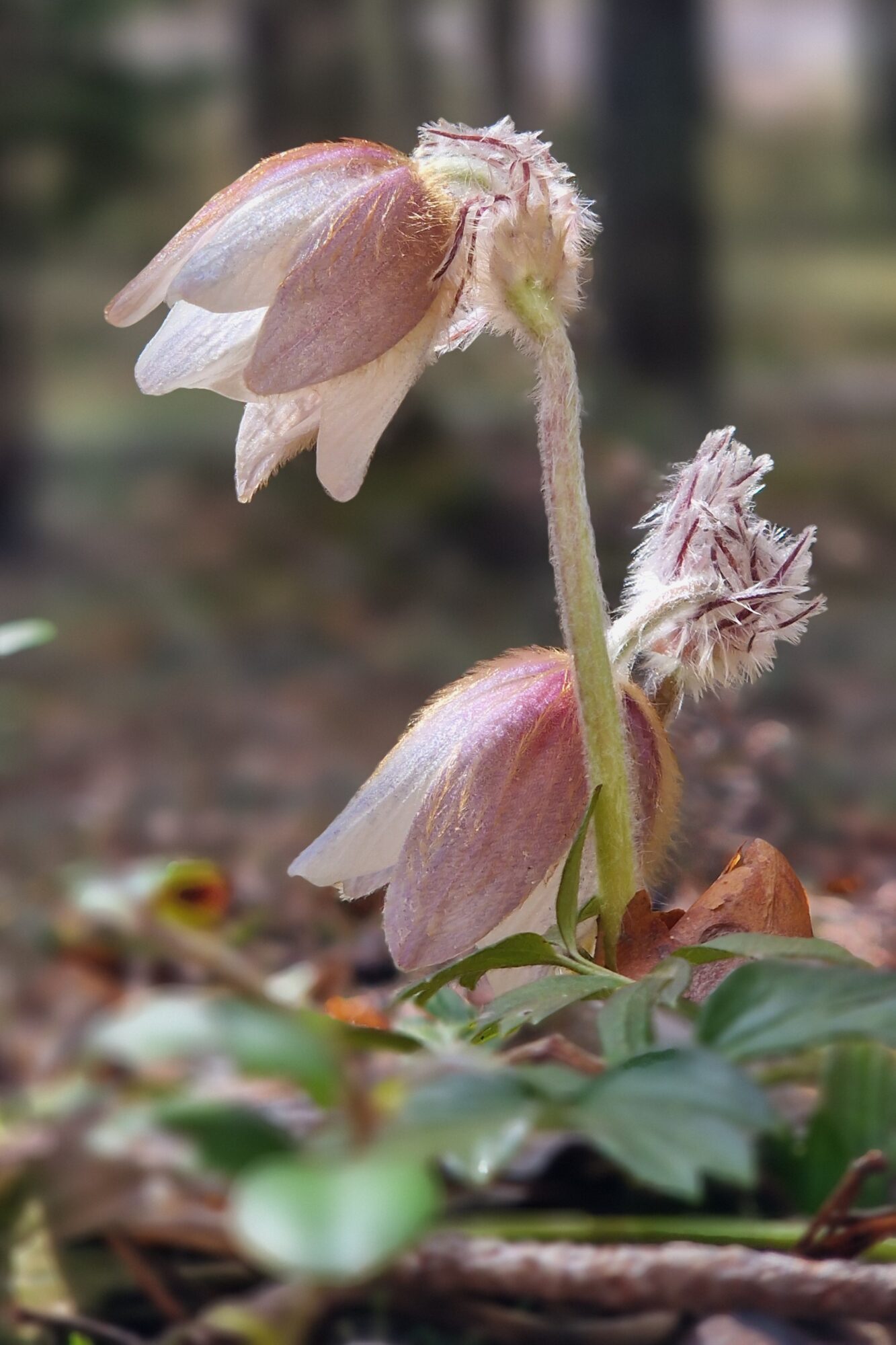 Valokuvaaja: Heini Krohns