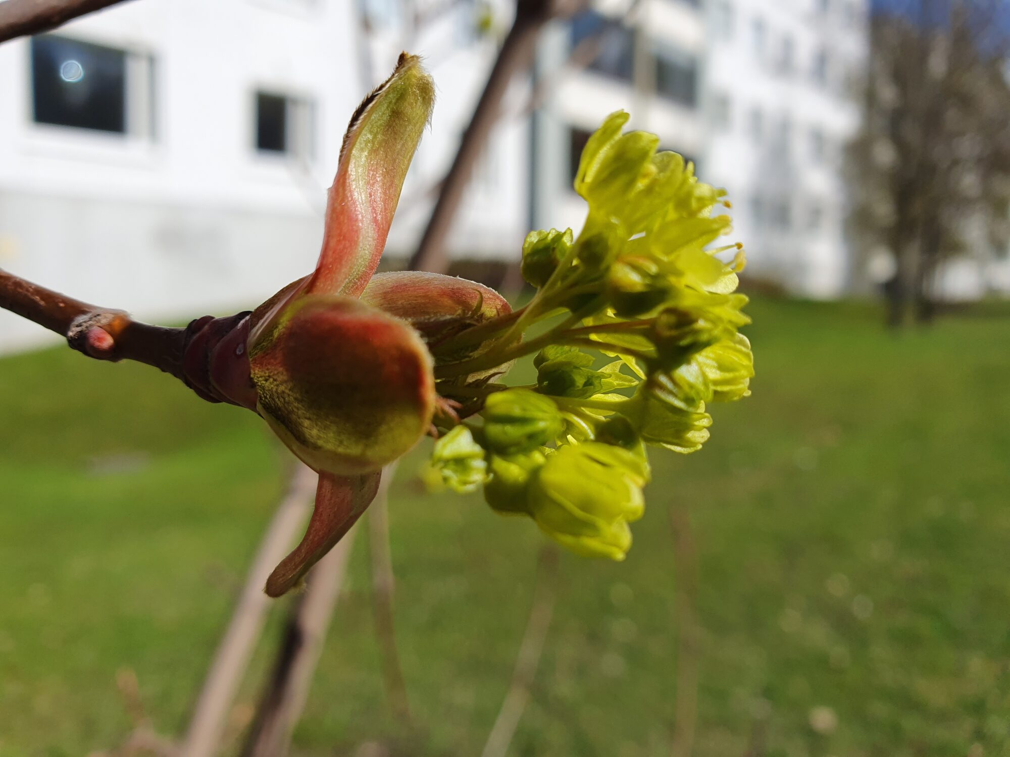 Valokuvaaja: Pirkko Tuulihovi