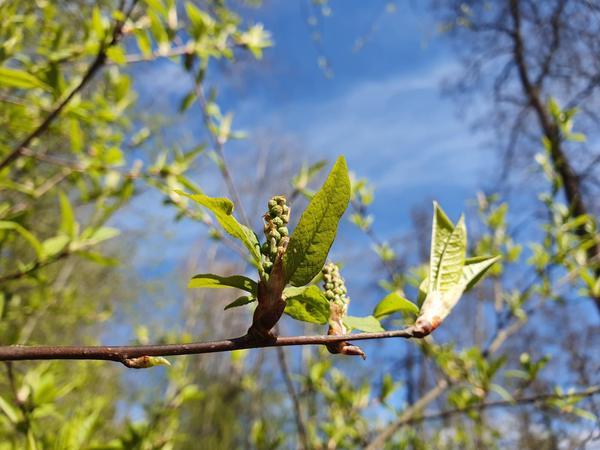 Valokuvaaja: Pirkko Tuulihovi Valokuvaaja: Pirkko Tuulihovi