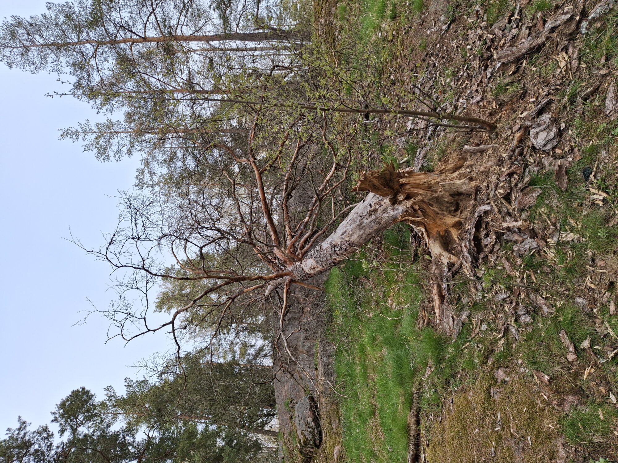 Valokuvaaja: Satu Suuntala Valokuvaaja: Satu Suuntala