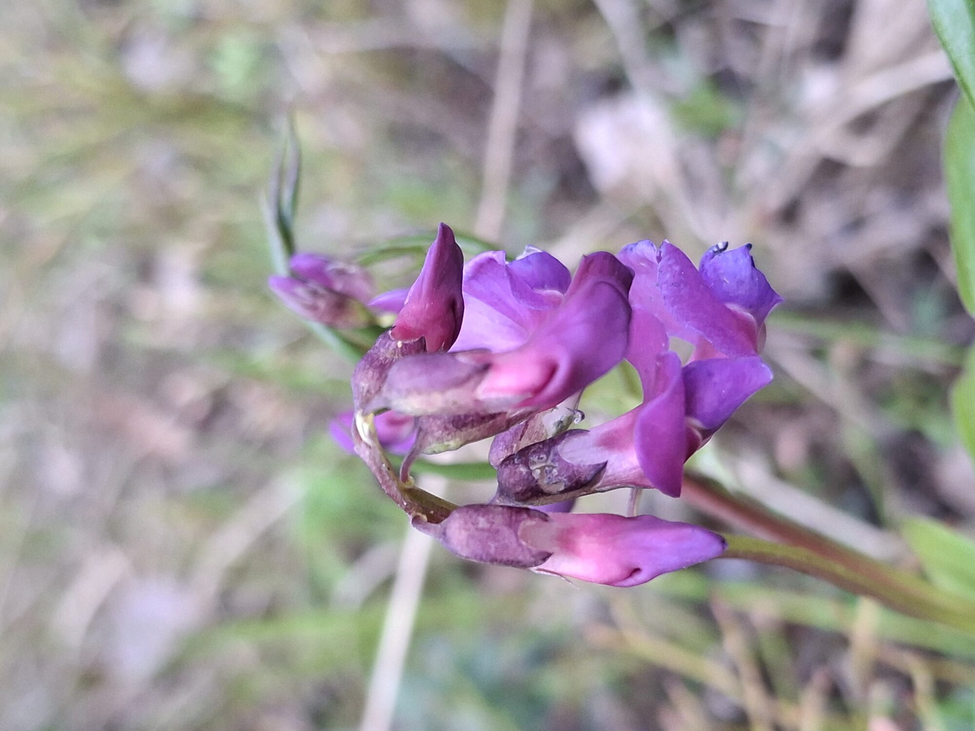 Valokuvaaja: Satu Suuntala Valokuvaaja: Satu Suuntala
