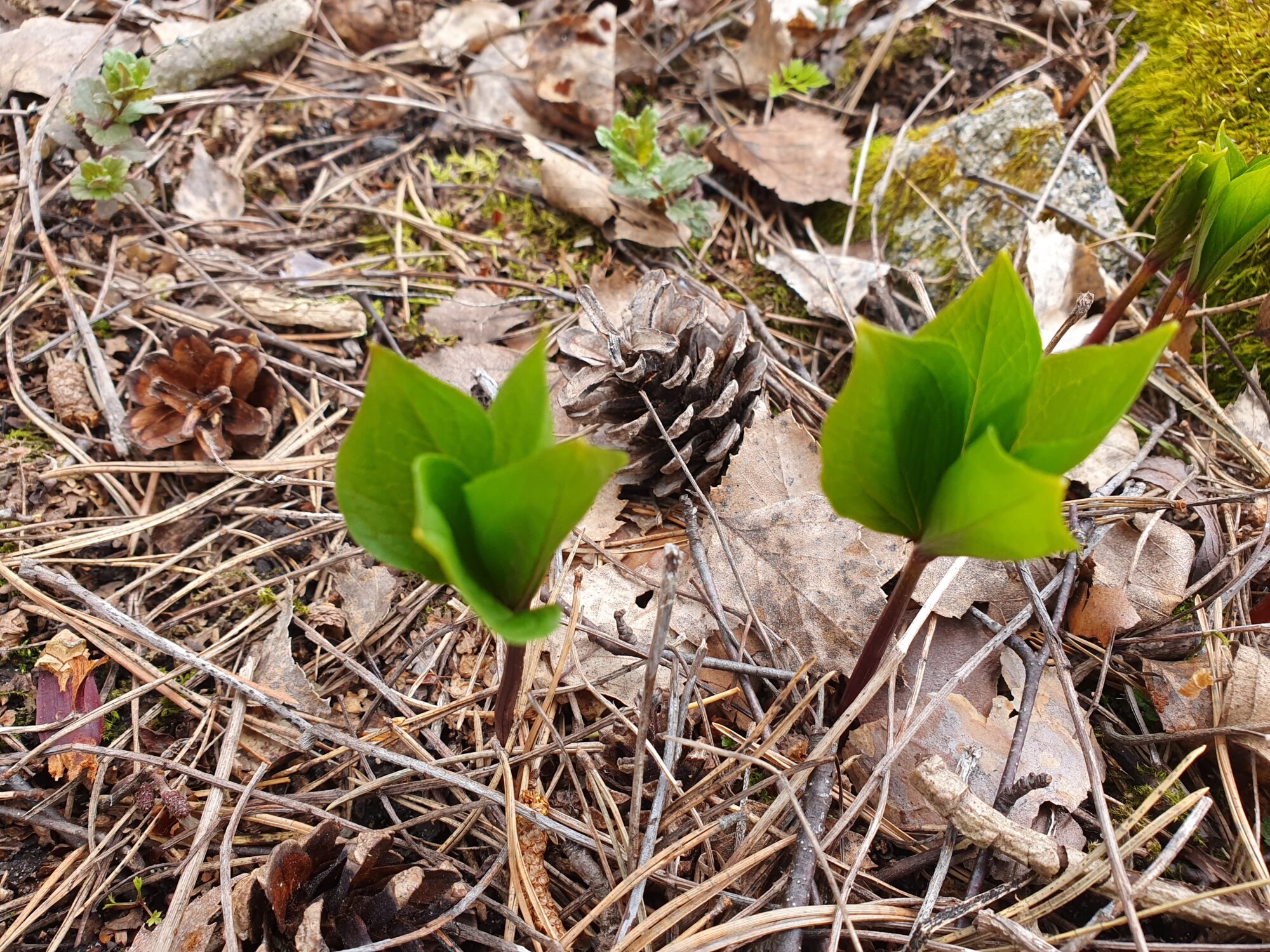 Valokuvaaja: Pirkko Tuulihovi Valokuvaaja: Pirkko Tuulihovi