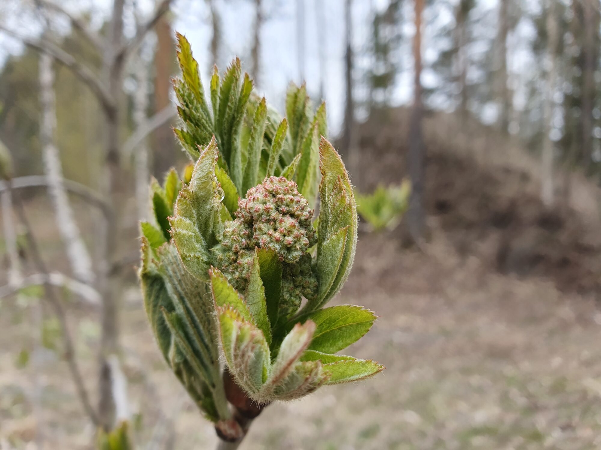 Valokuvaaja: Pirkko Tuulihovi Valokuvaaja: Pirkko Tuulihovi