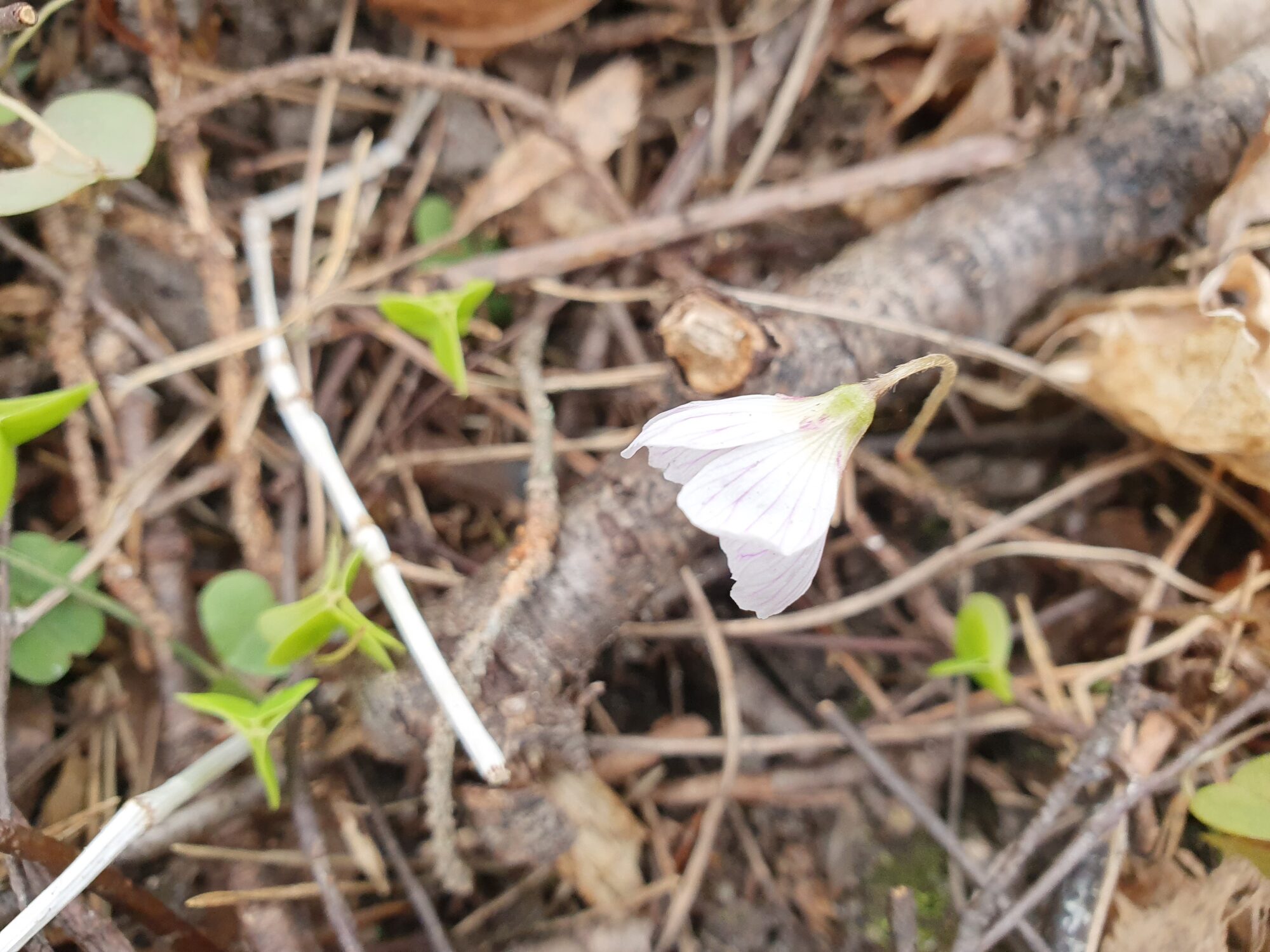 Valokuvaaja: Pirkko Tuulihovi