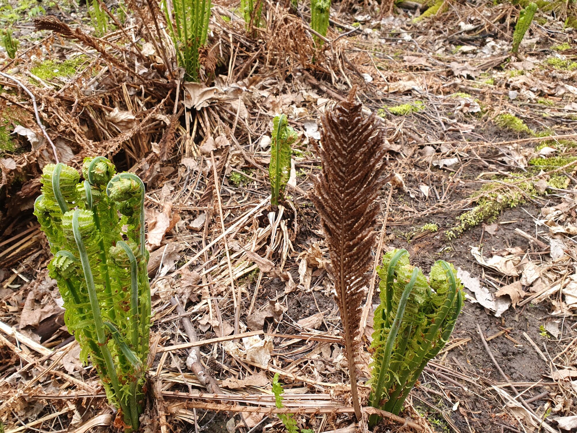 Valokuvaaja: Pirkko Tuulihovi