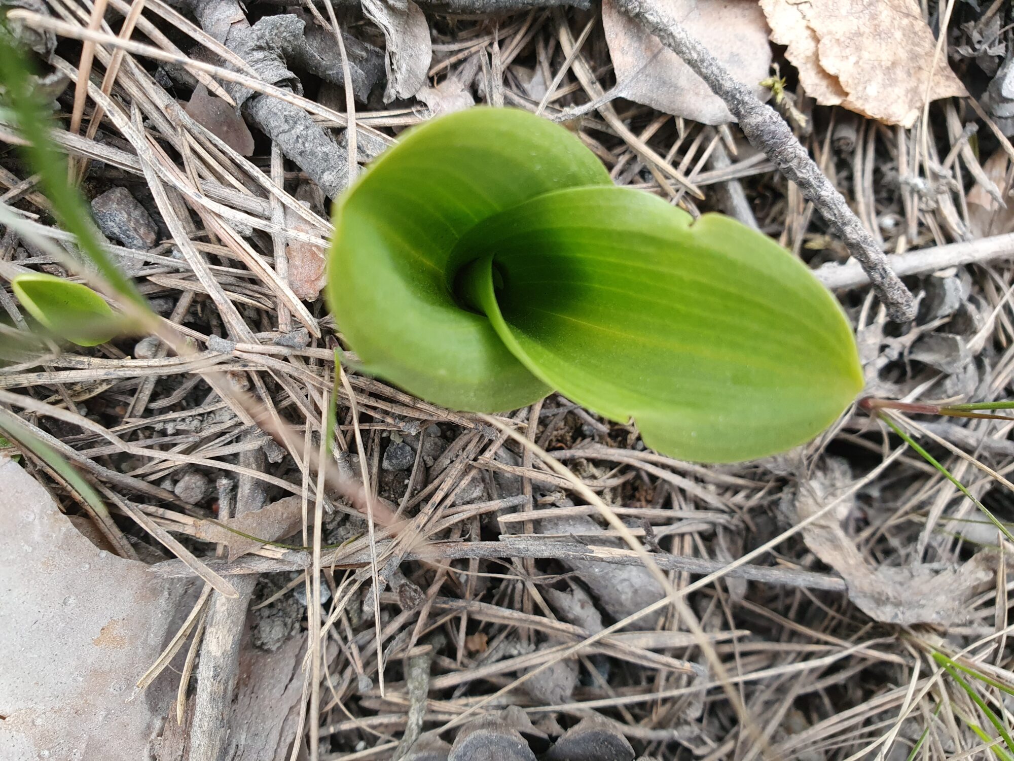 Valokuvaaja: Pirkko Tuulihovi